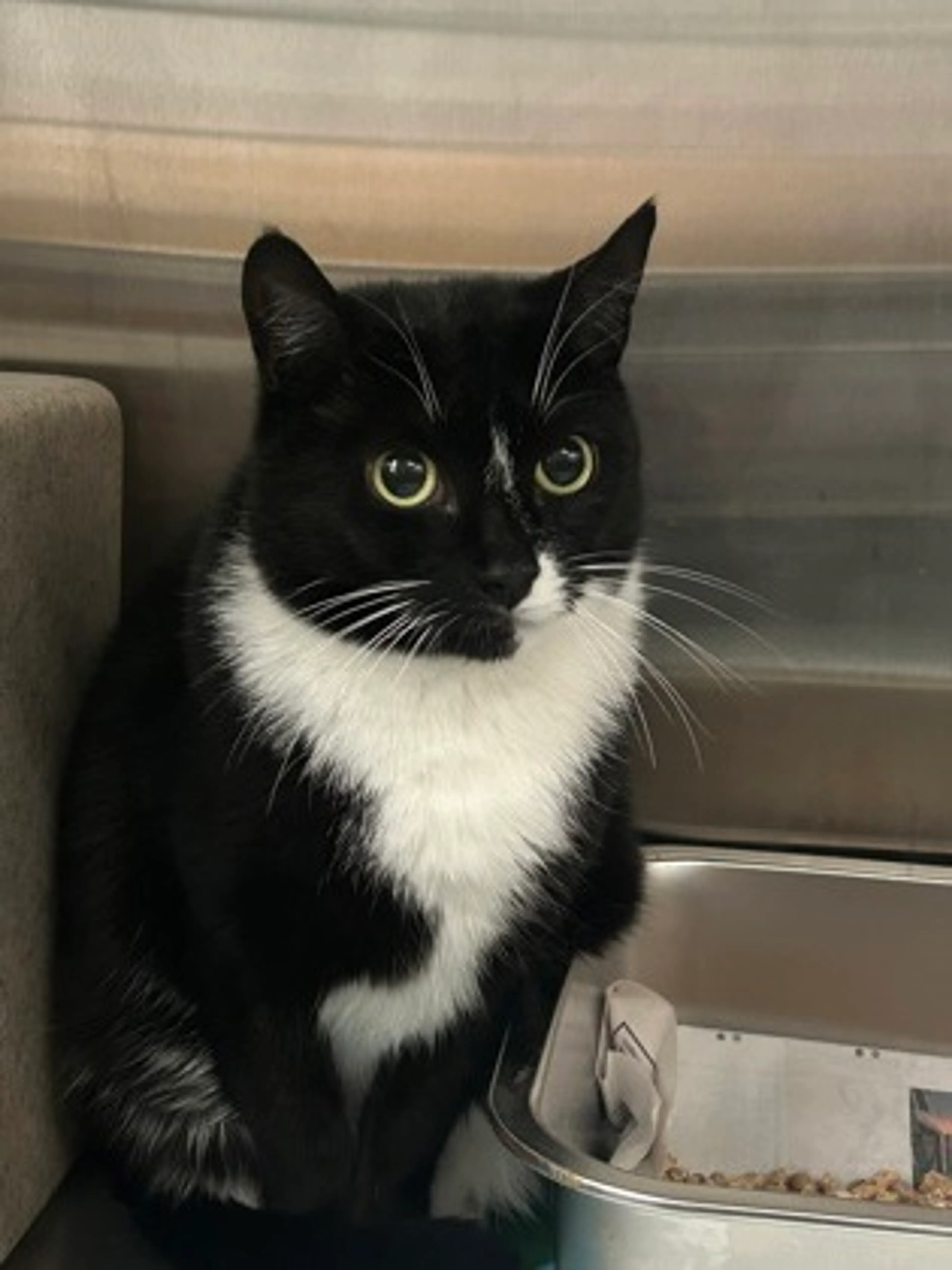 Found pet