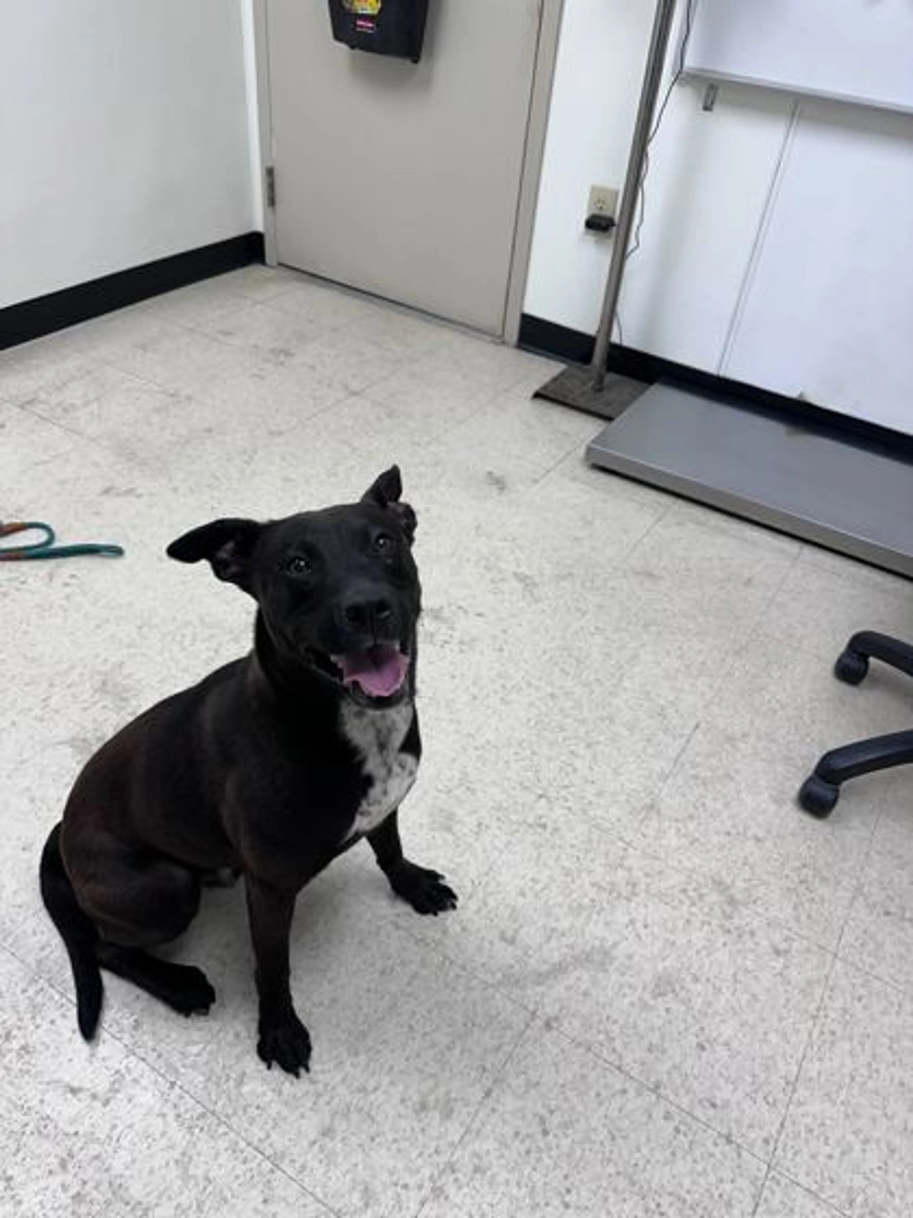Found pet