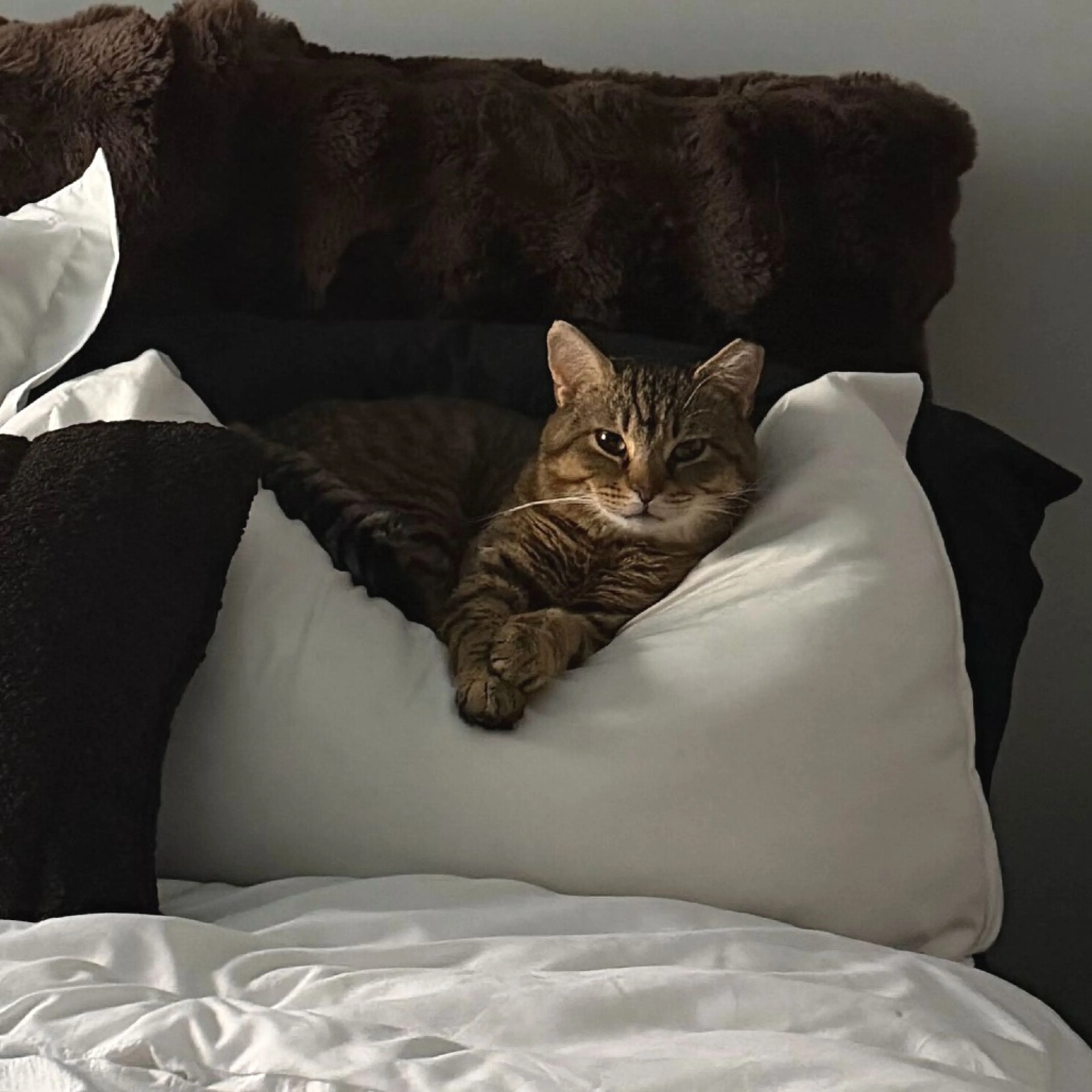 Found pet-5