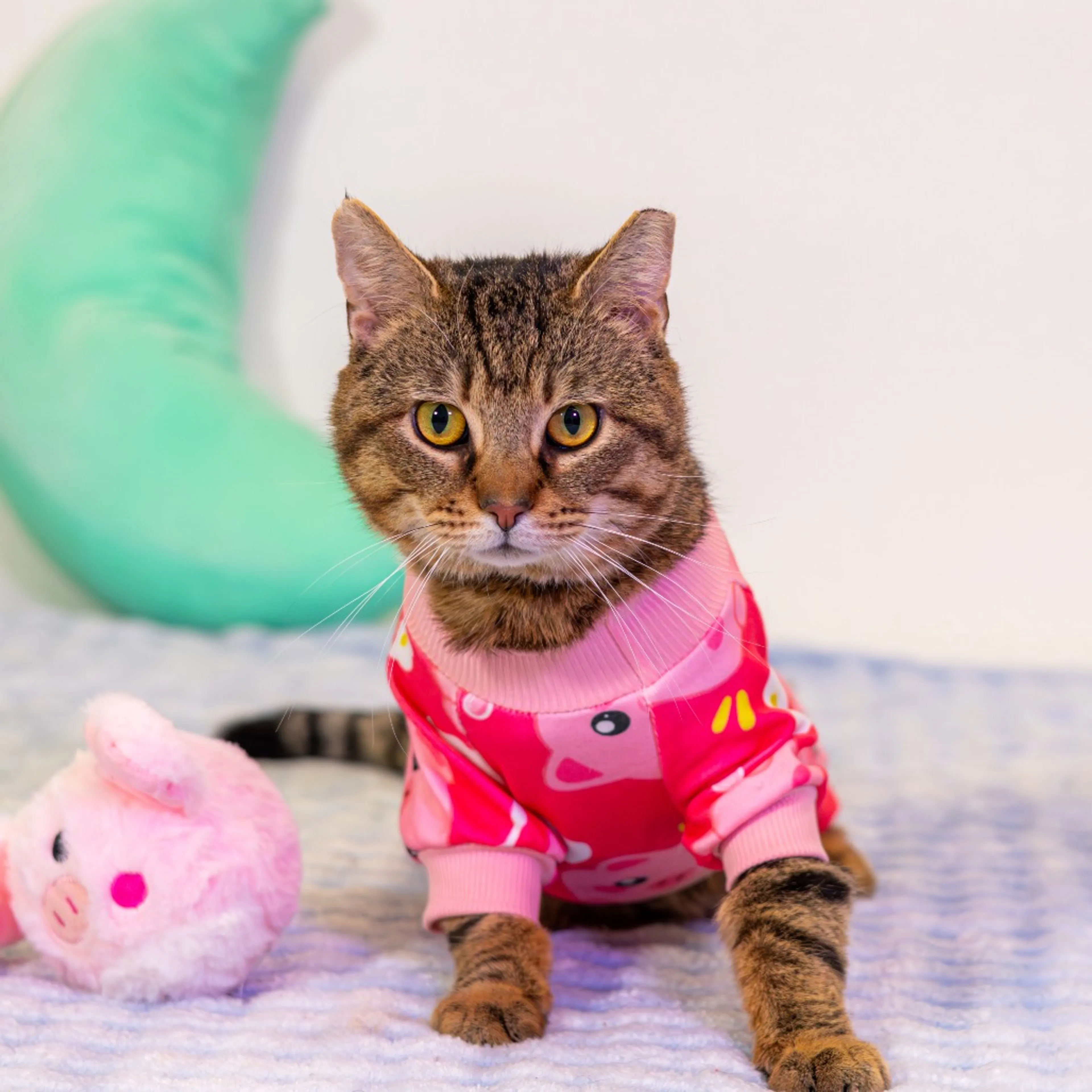 Found pet-11