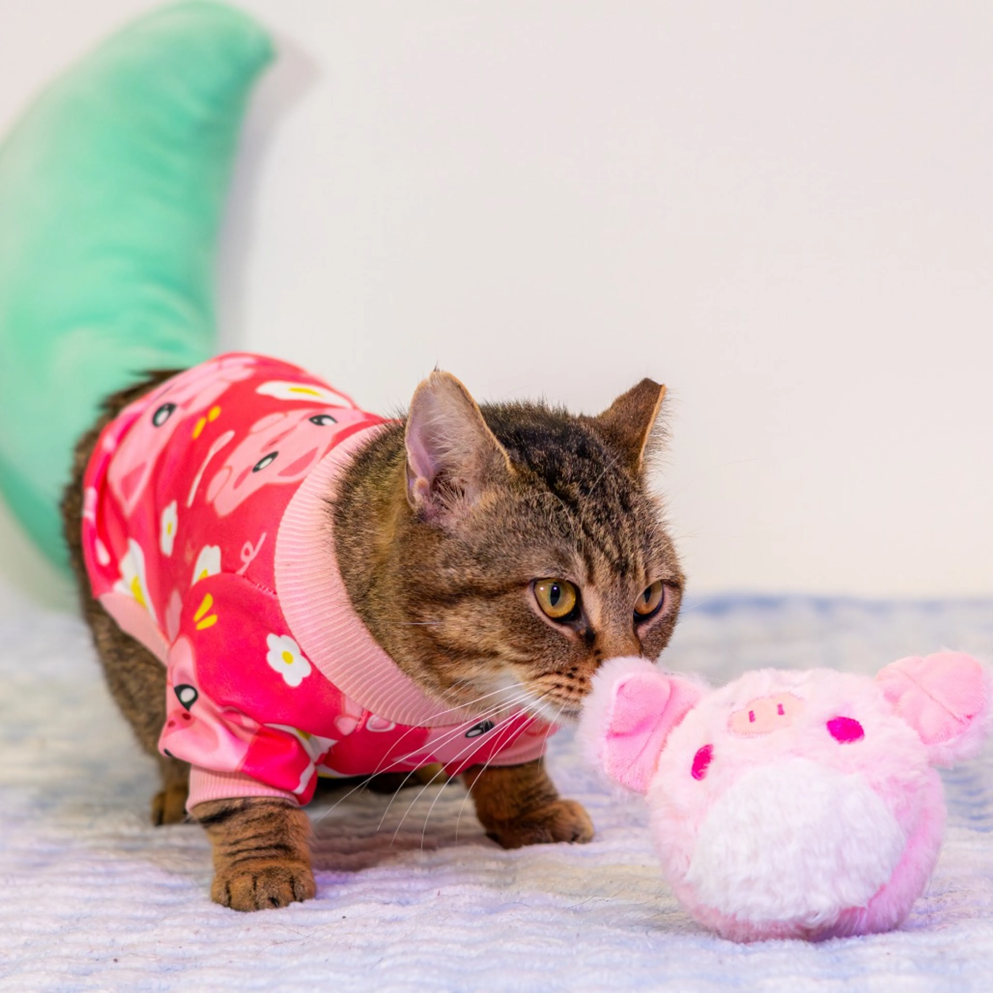 Found pet-9