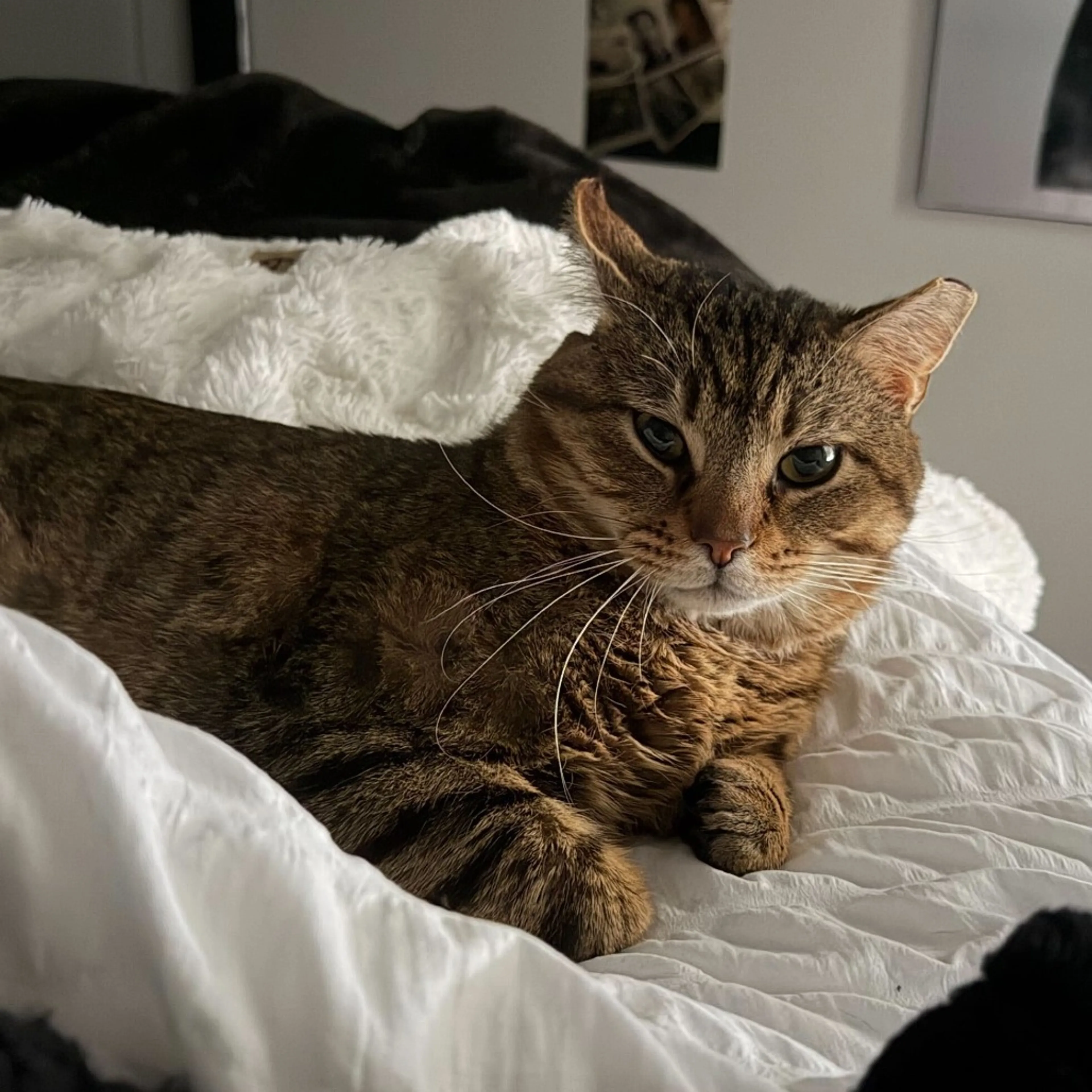 Found pet-4