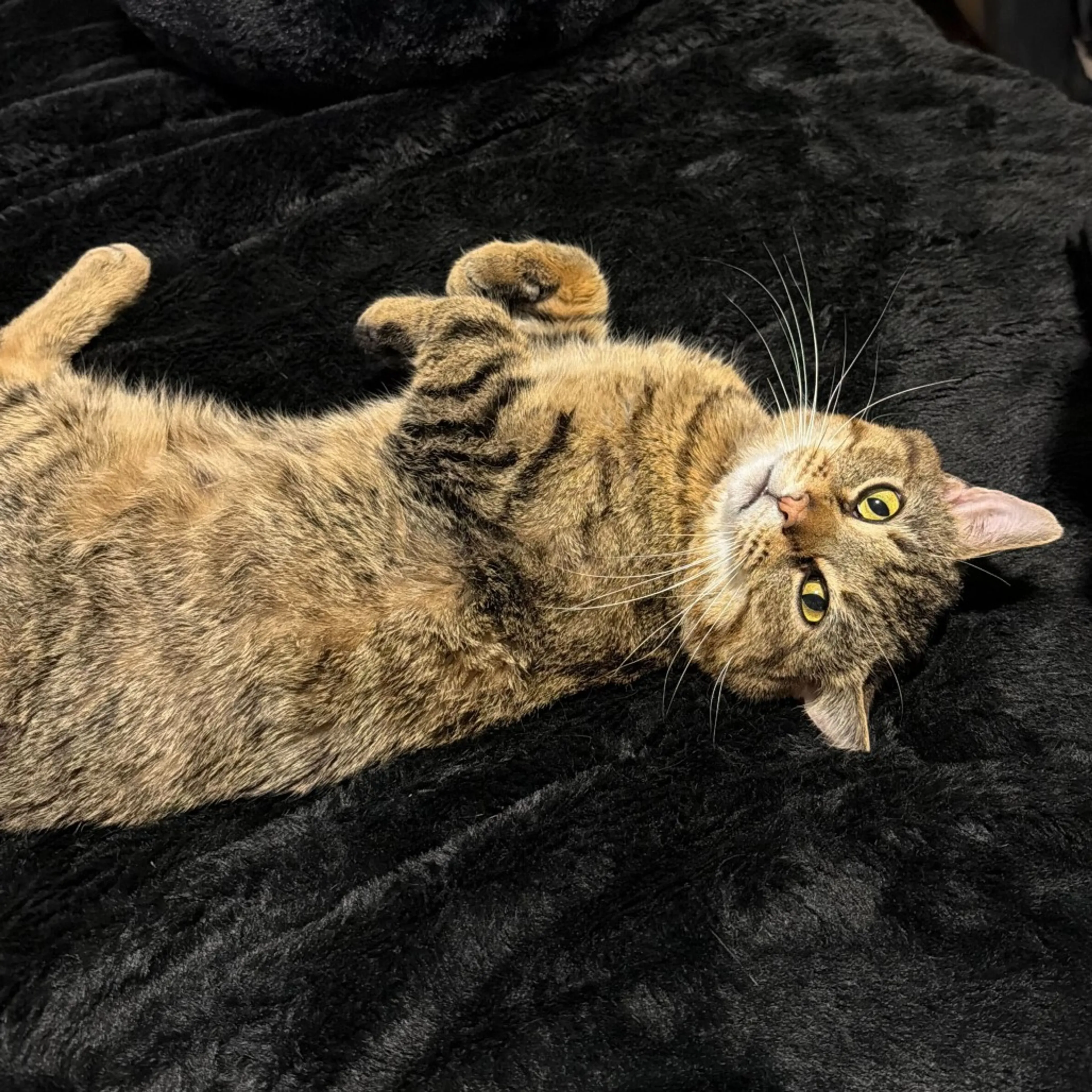 Found pet-2