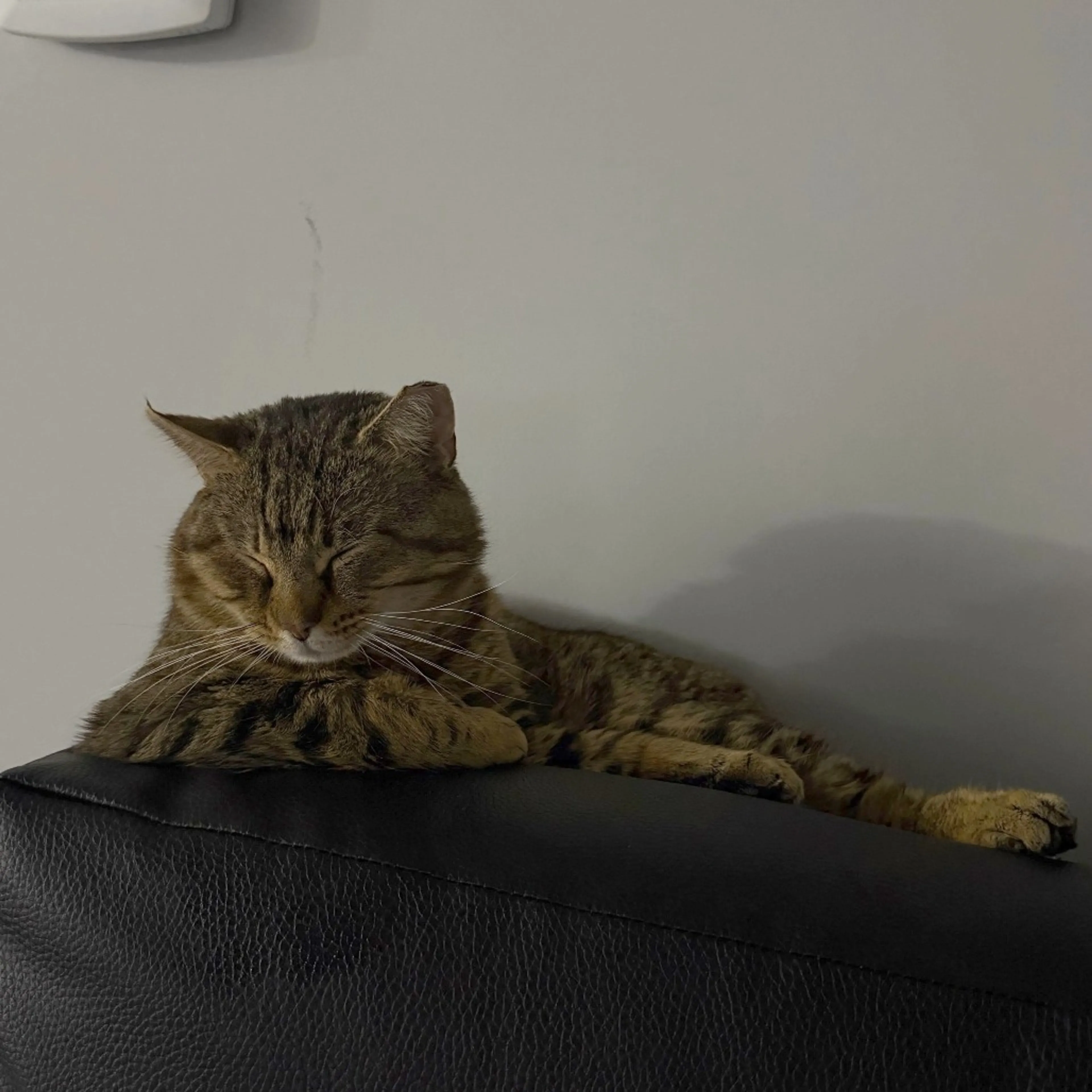 Found pet-6