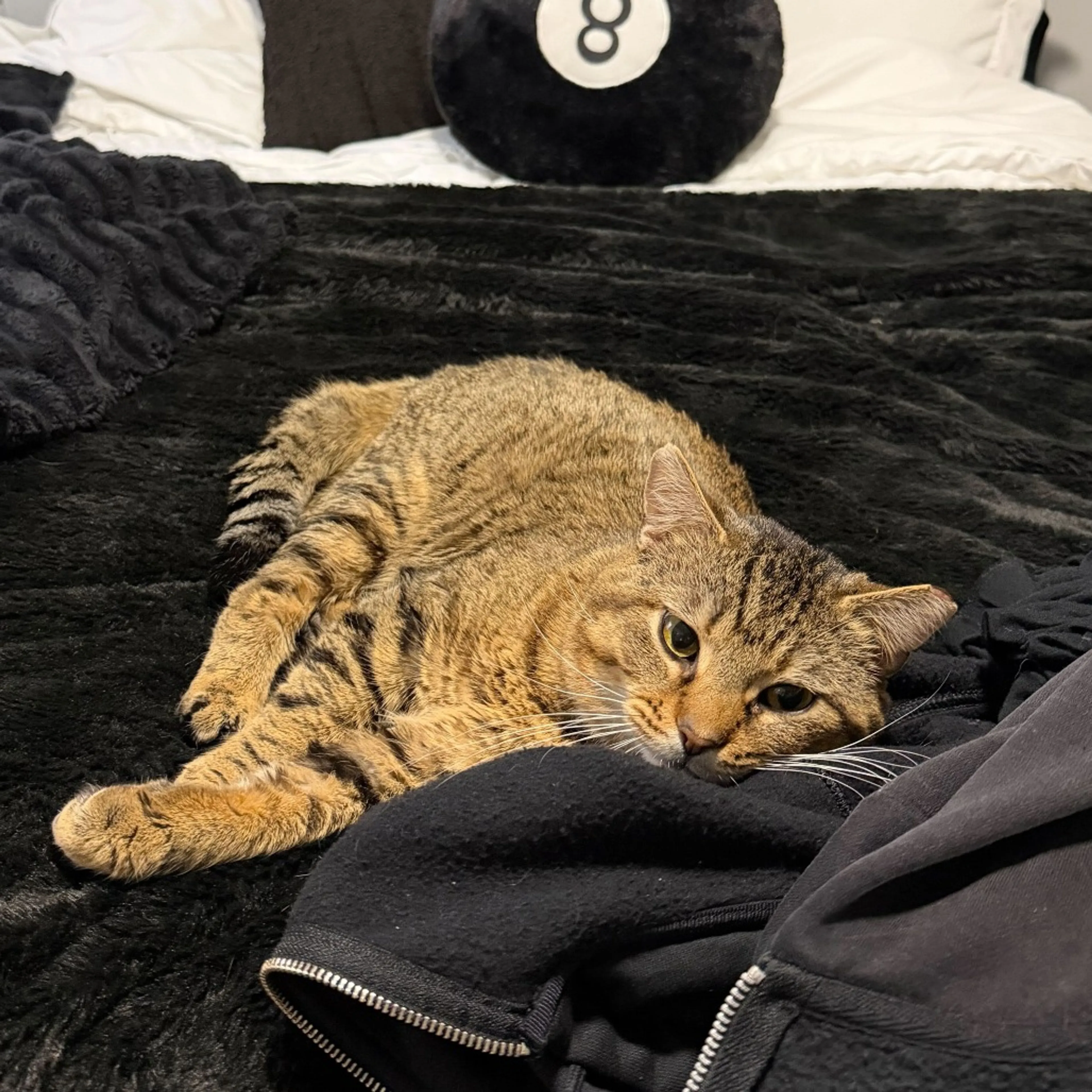 Found pet-3