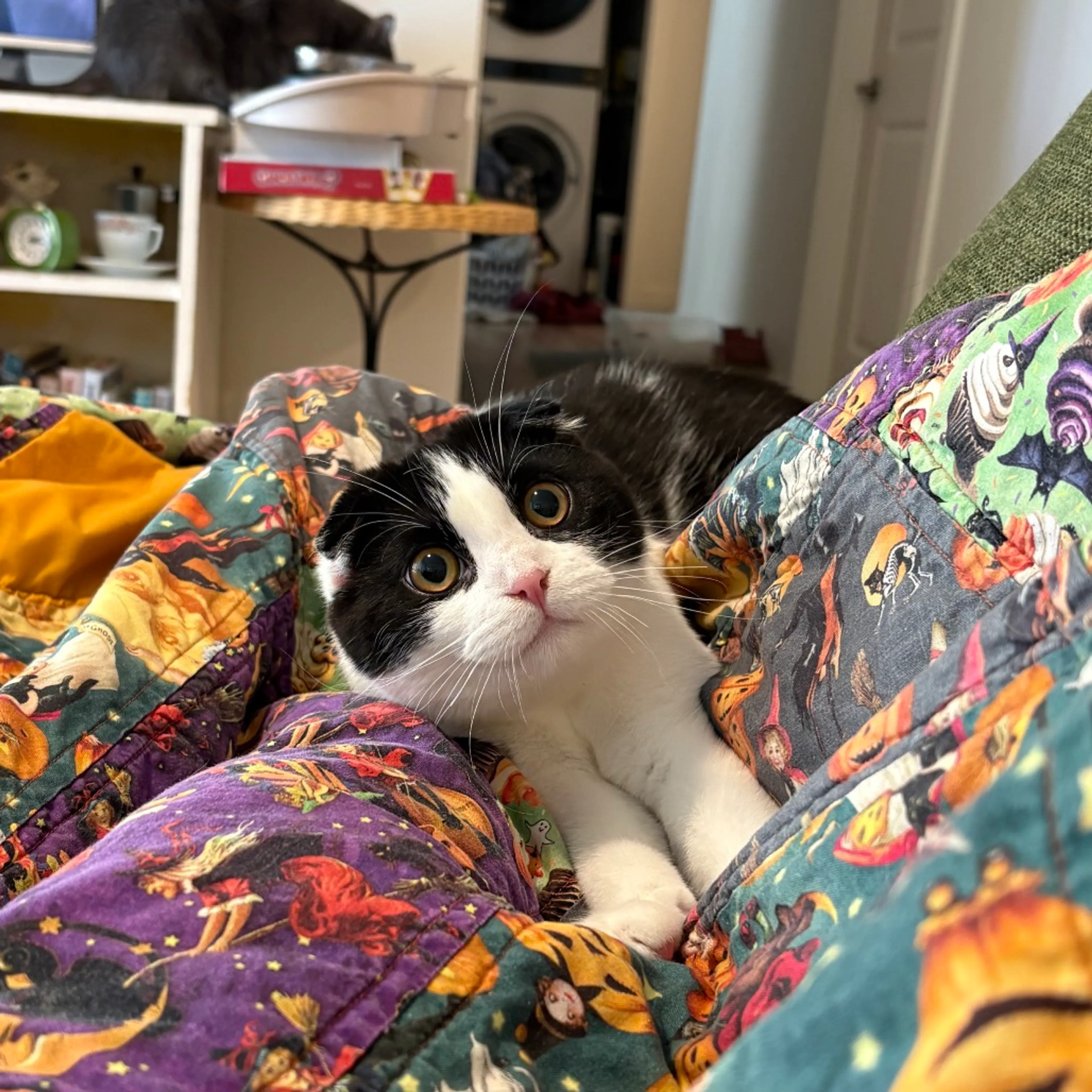 Found pet-8