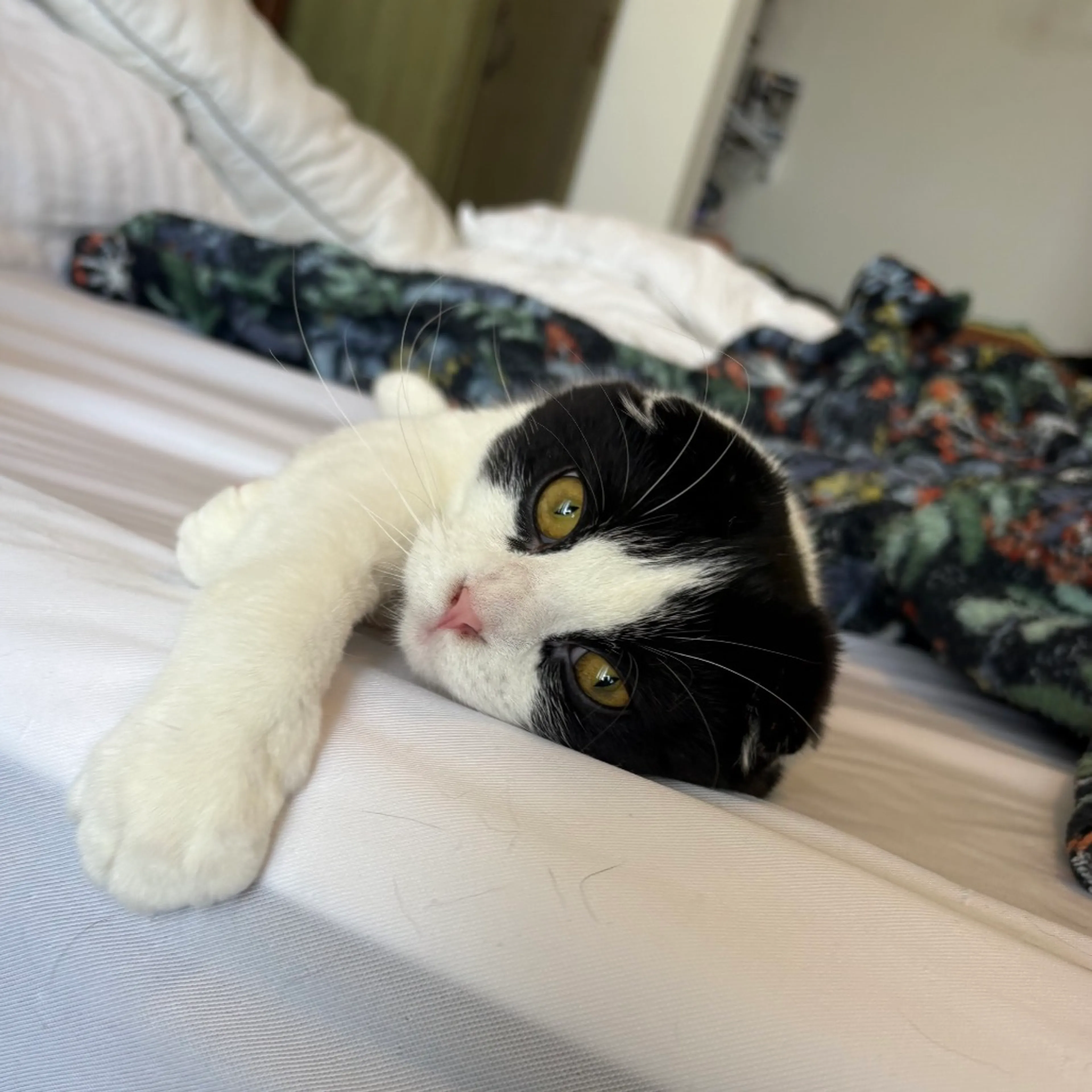 Found pet-2