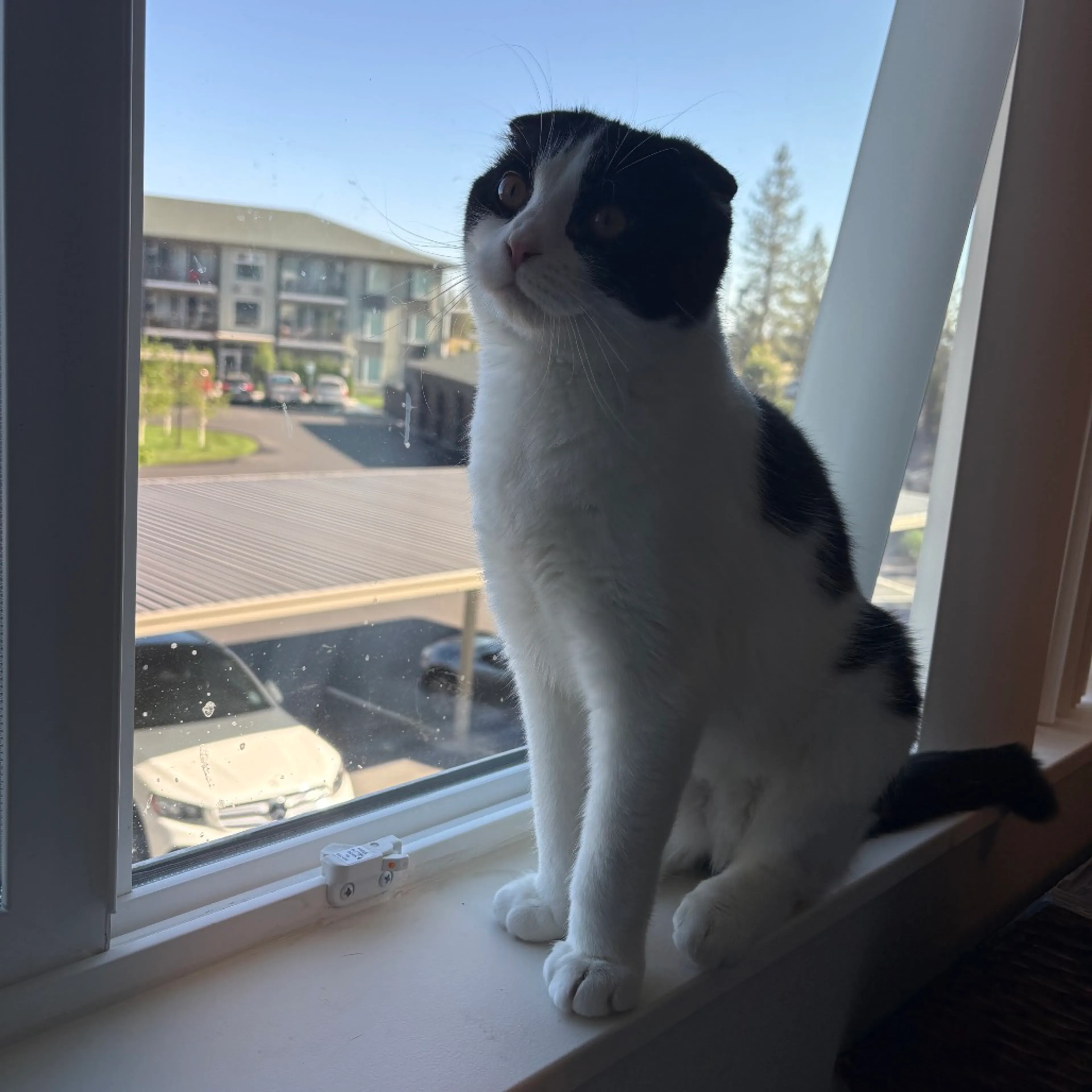Found pet-5