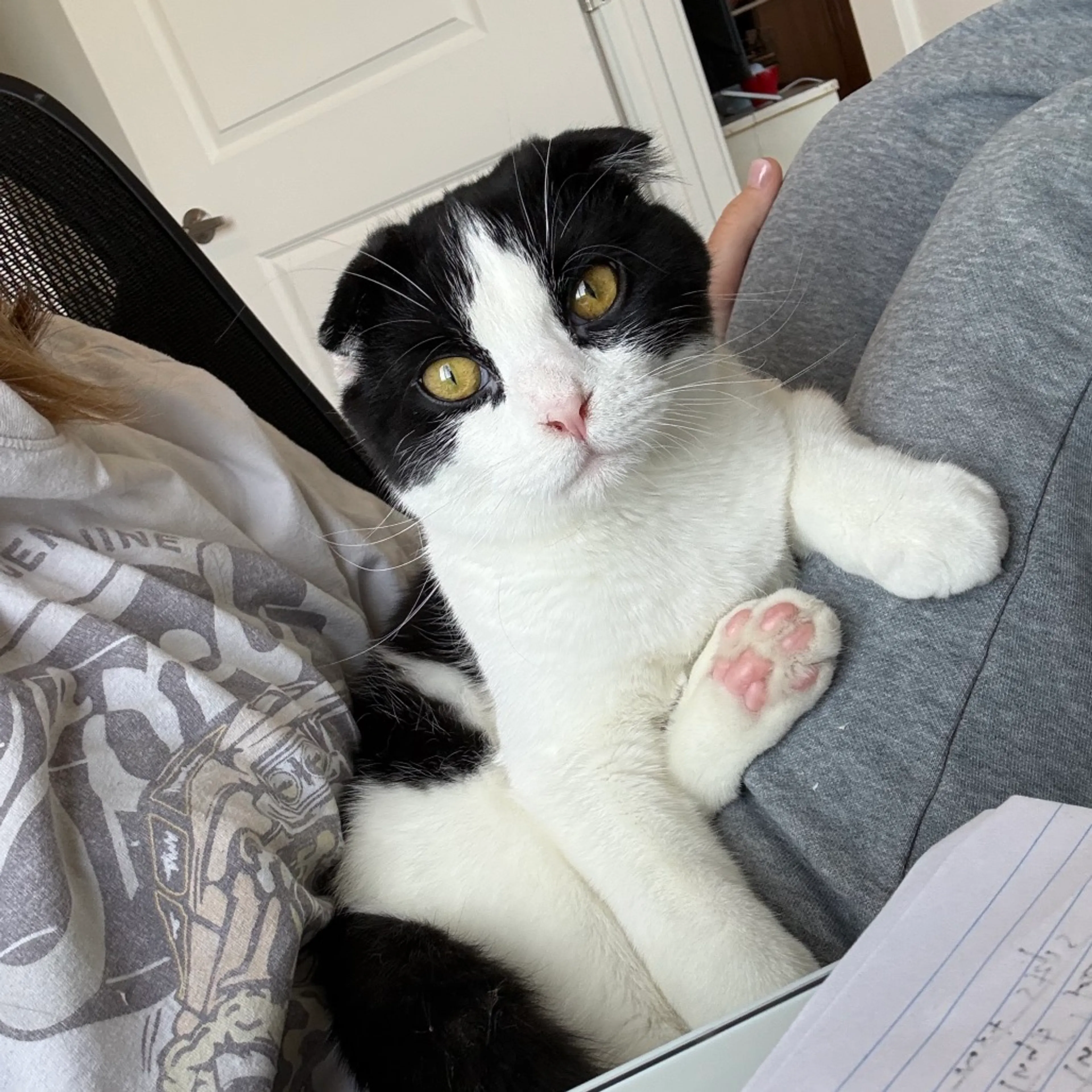 Found pet-4