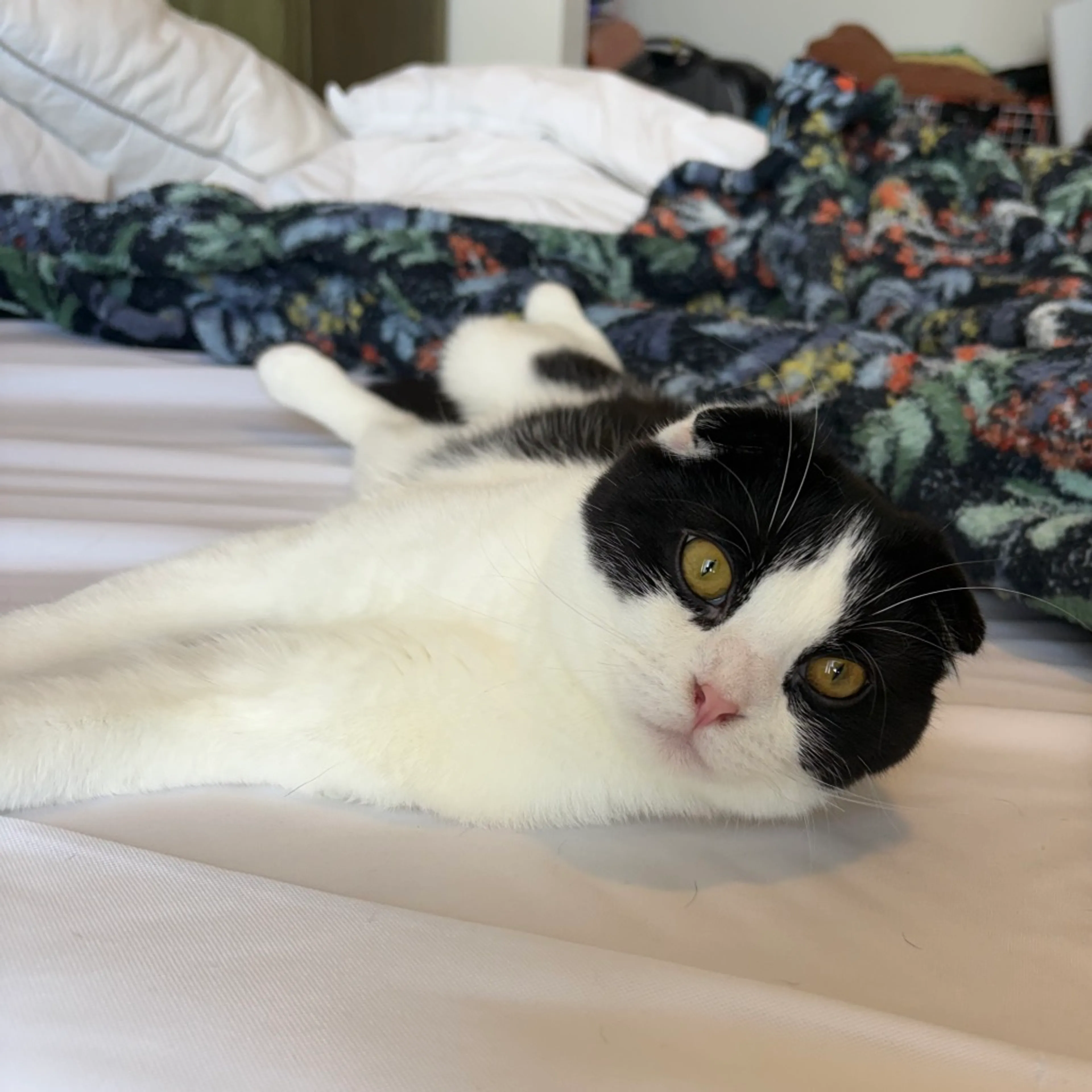 Found pet-3