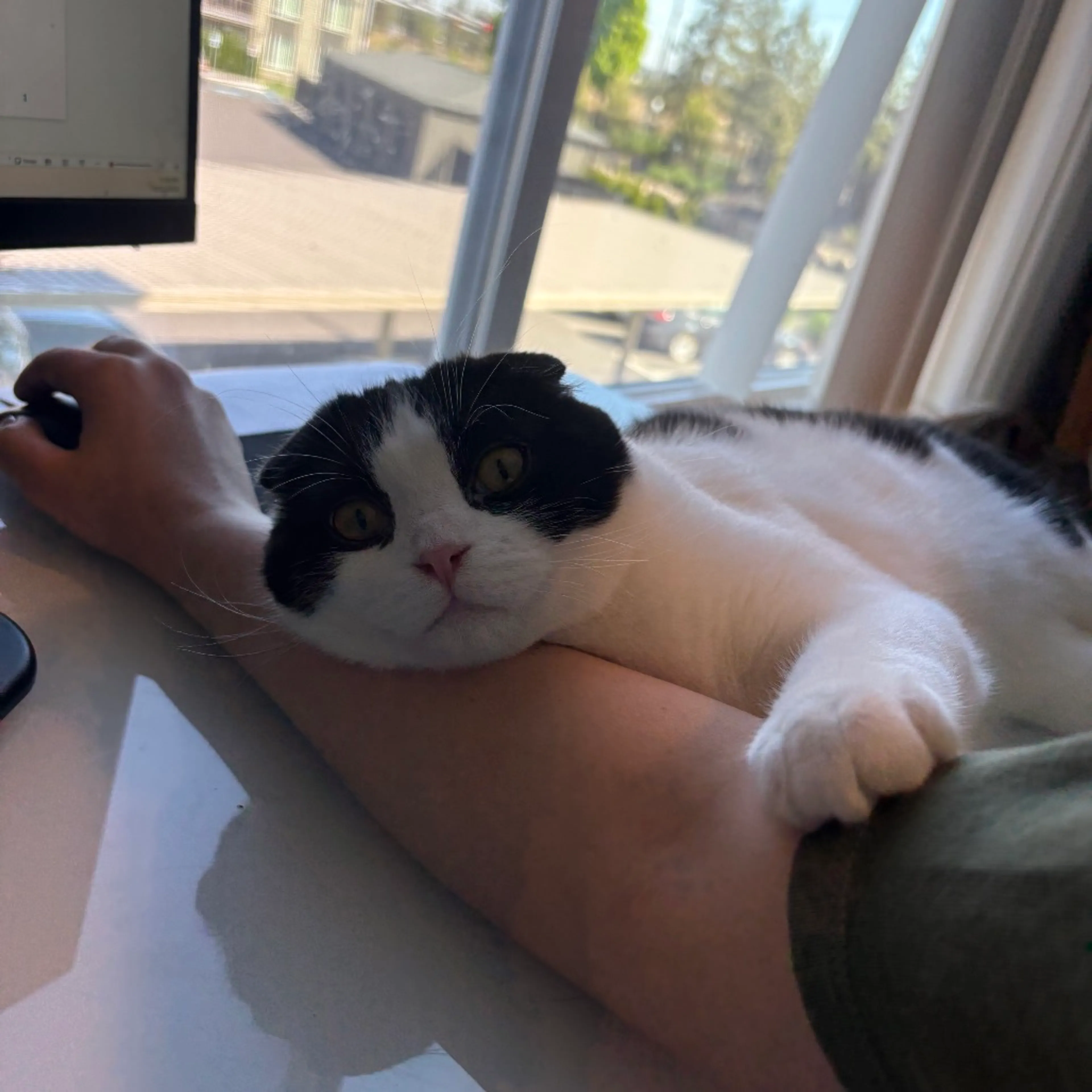 Found pet-6