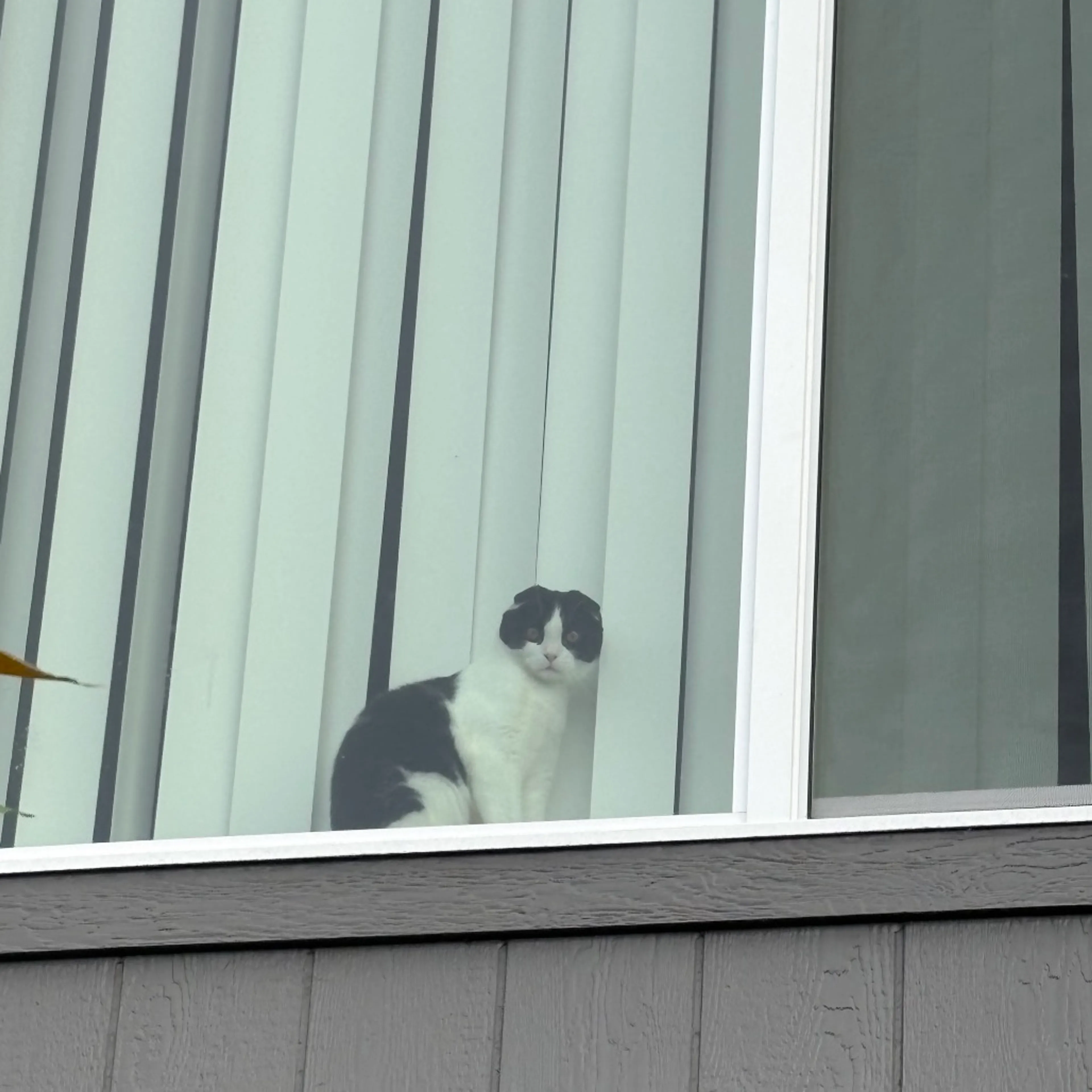 Found pet-7
