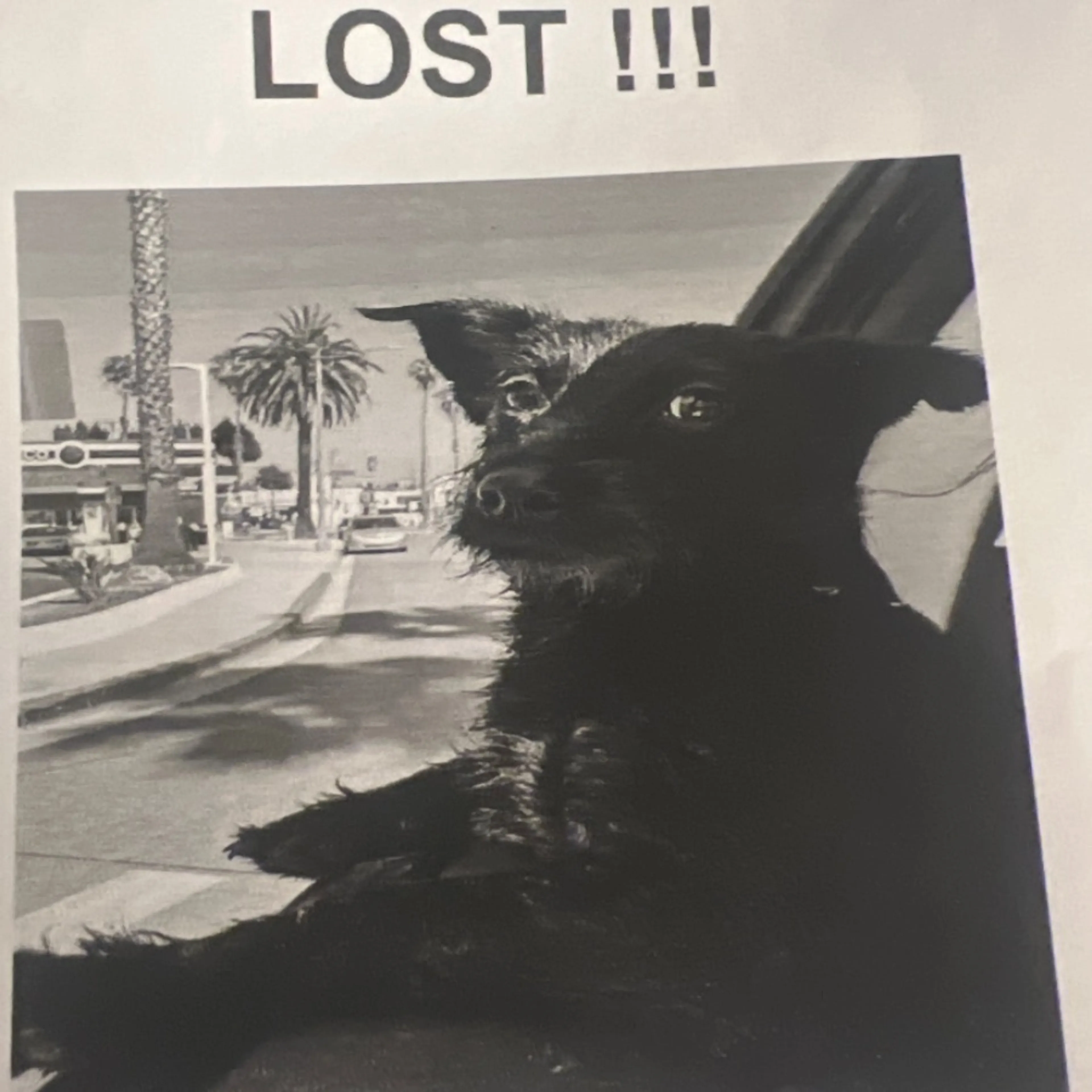 Lost pet