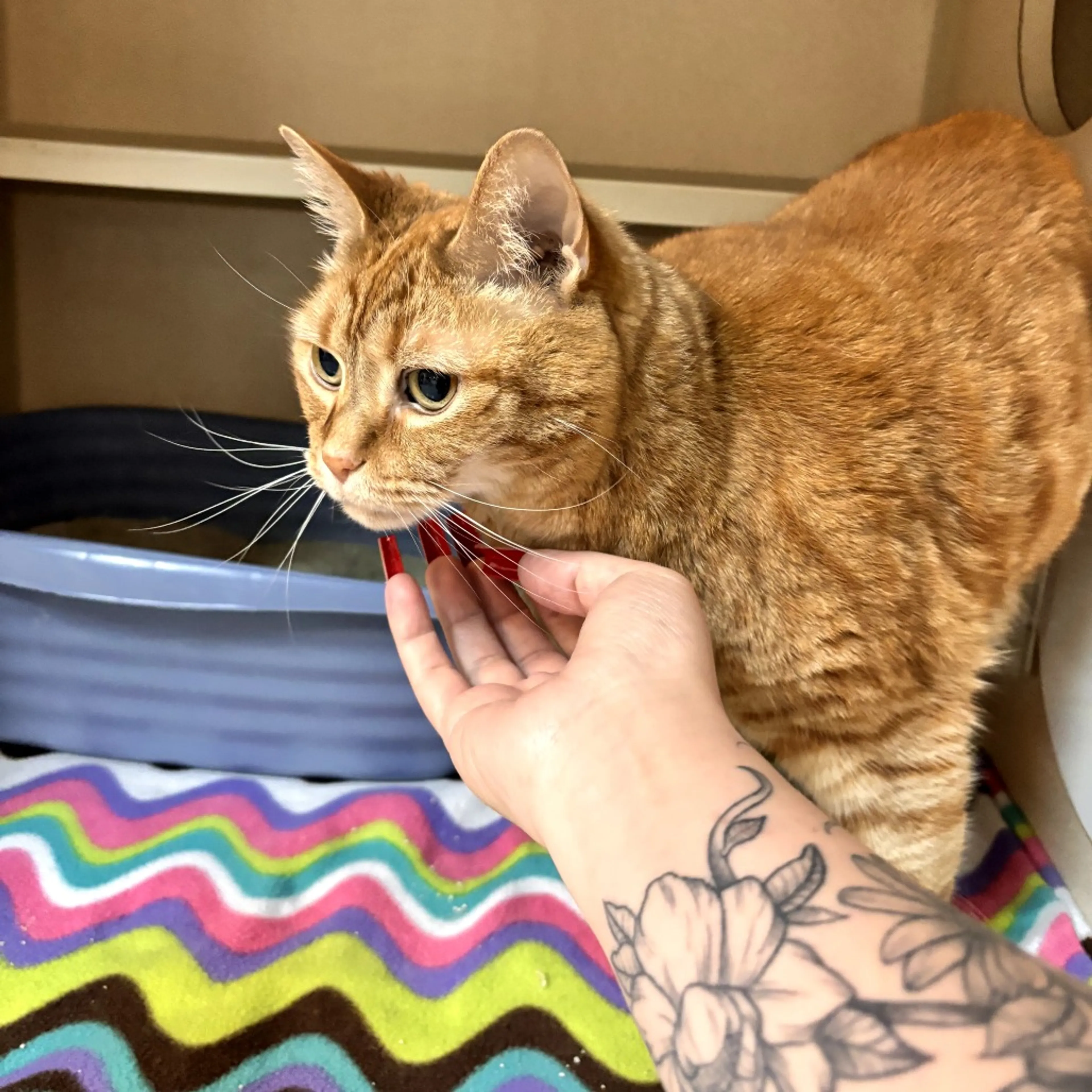 Found pet-6