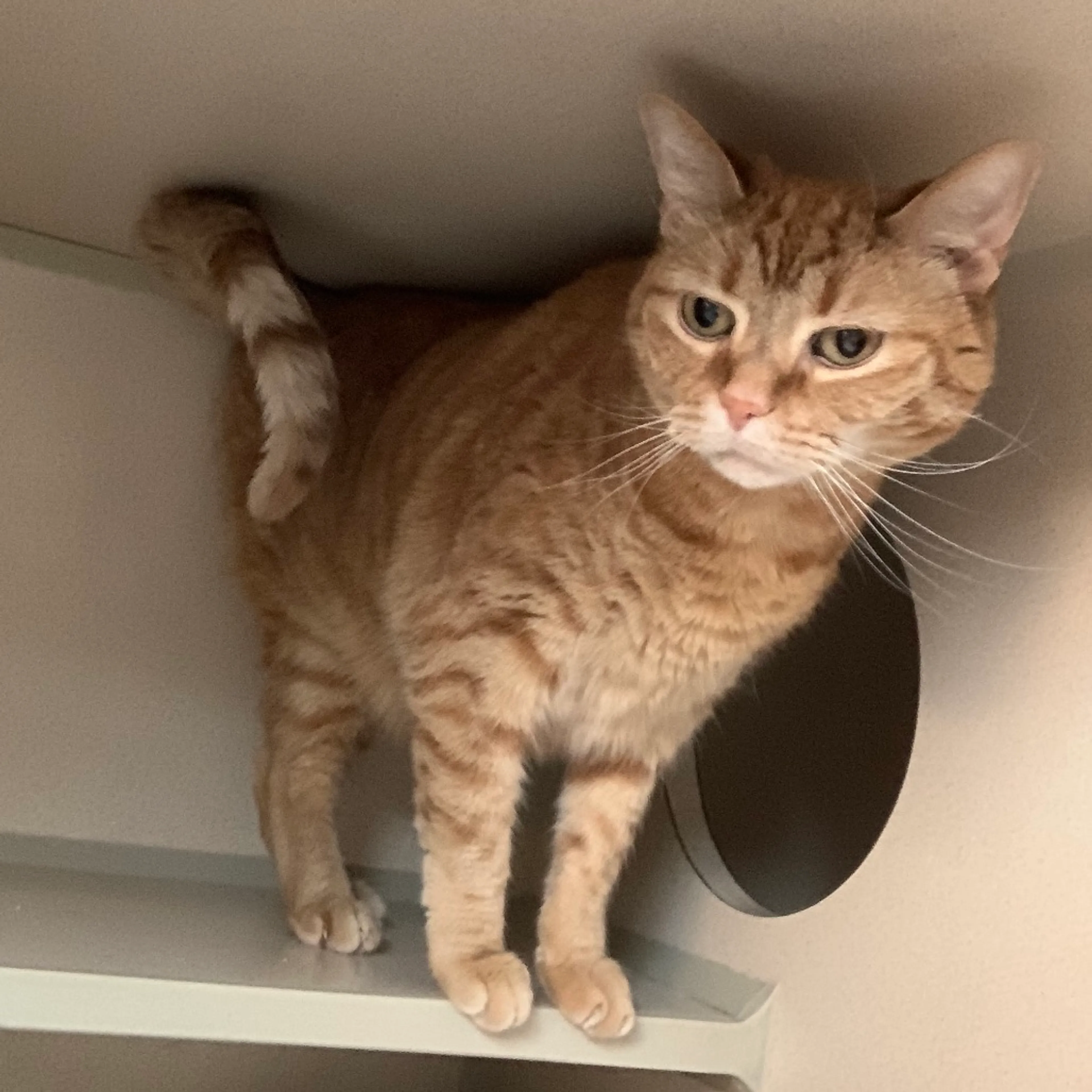 Found pet-1