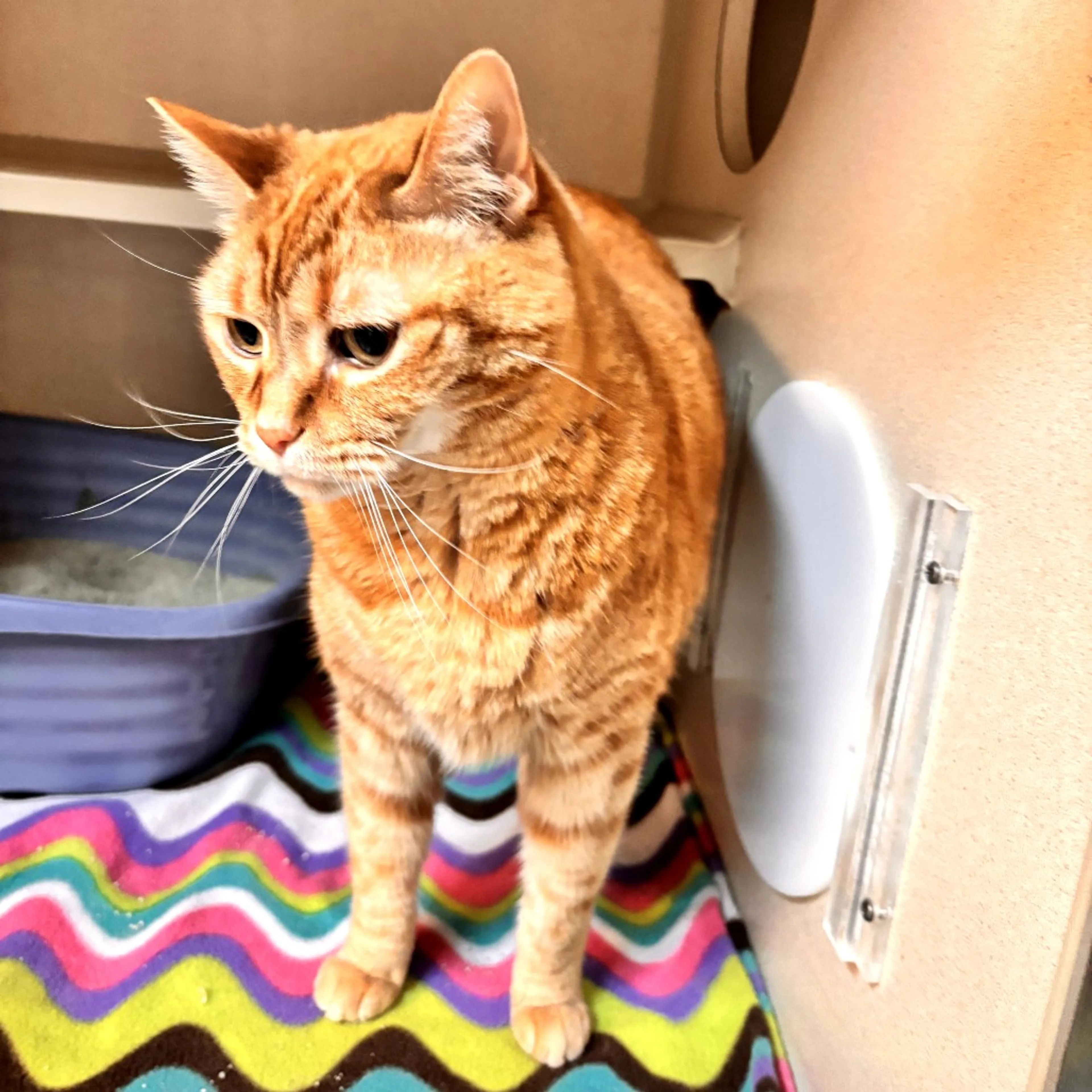Found pet-8