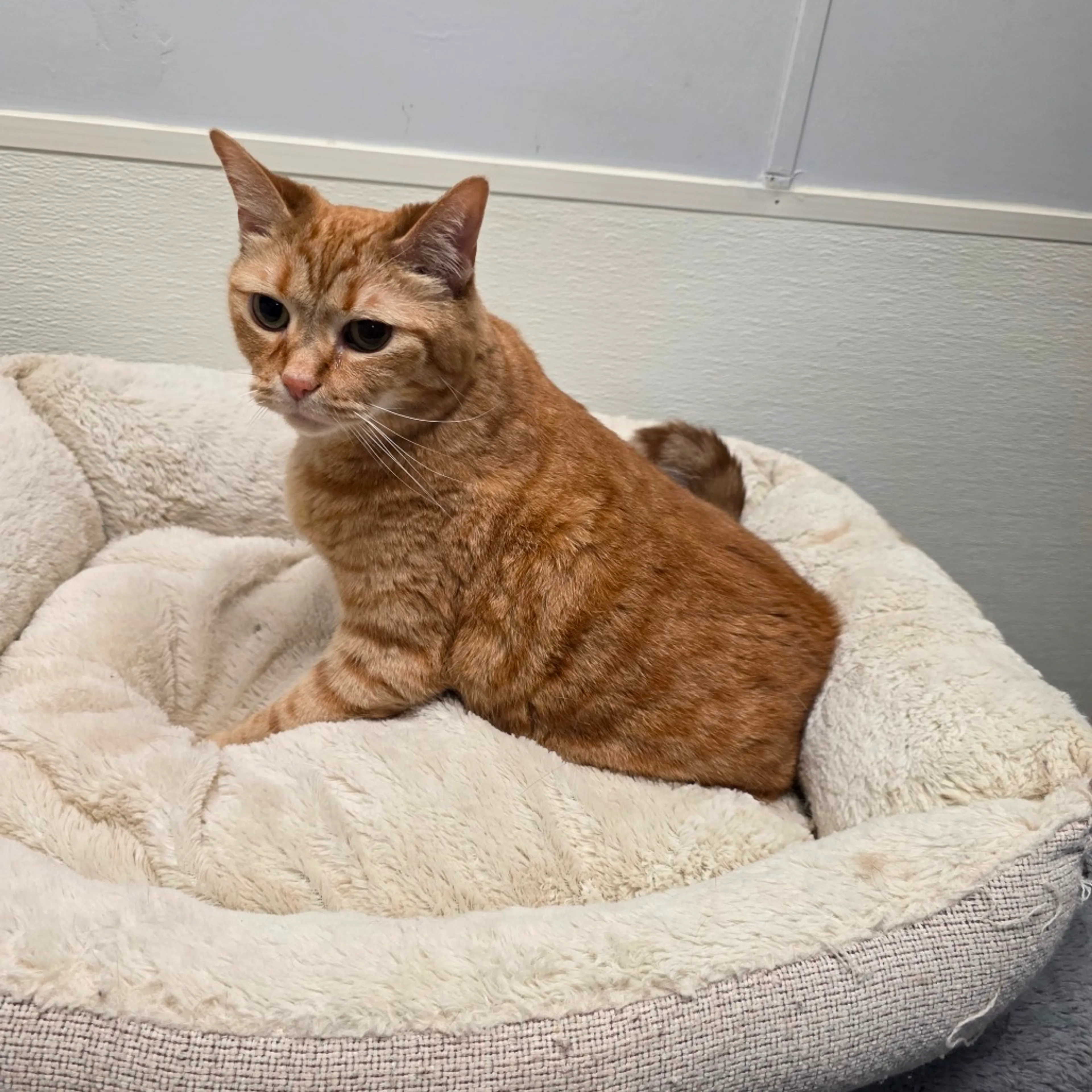 Found pet-2