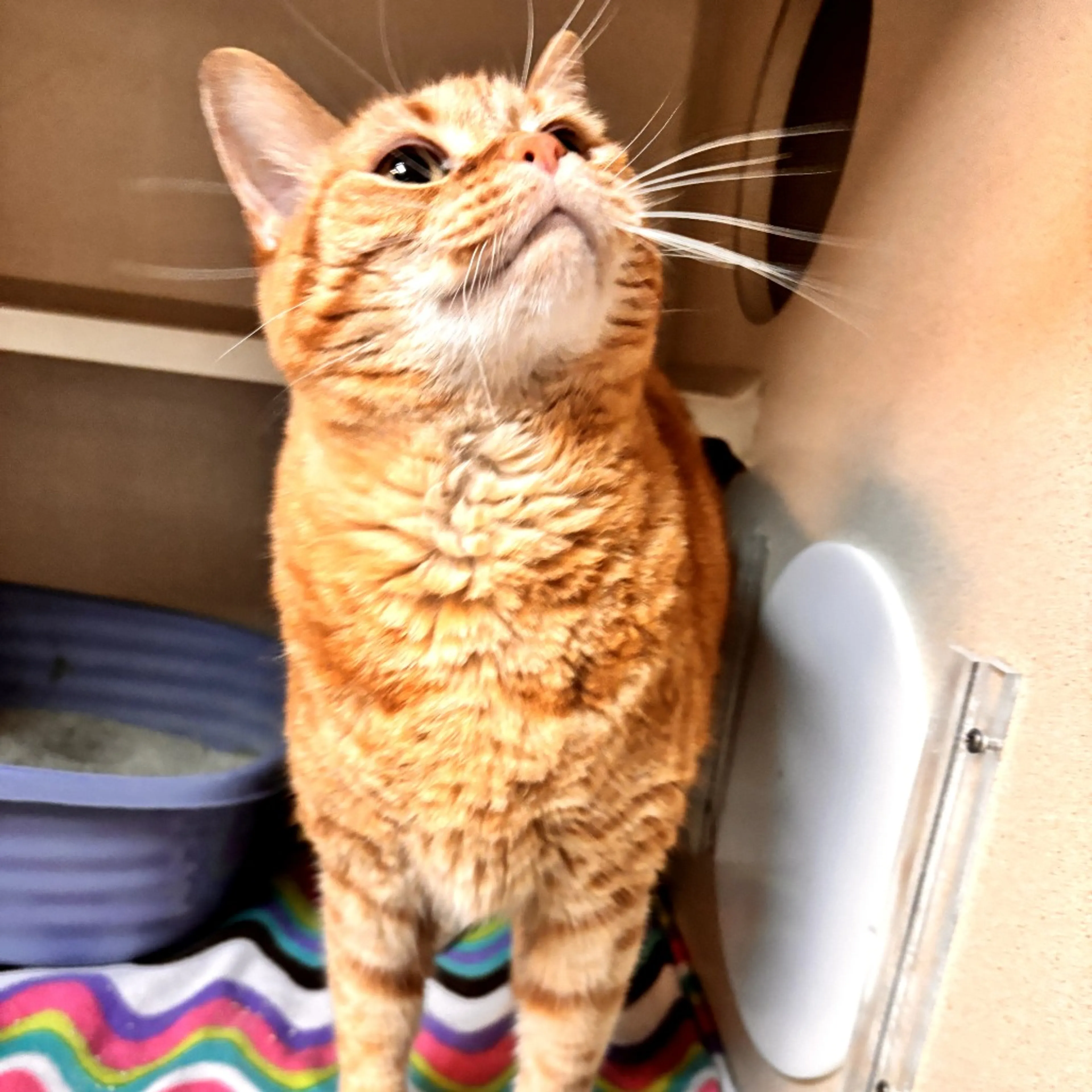 Found pet-7