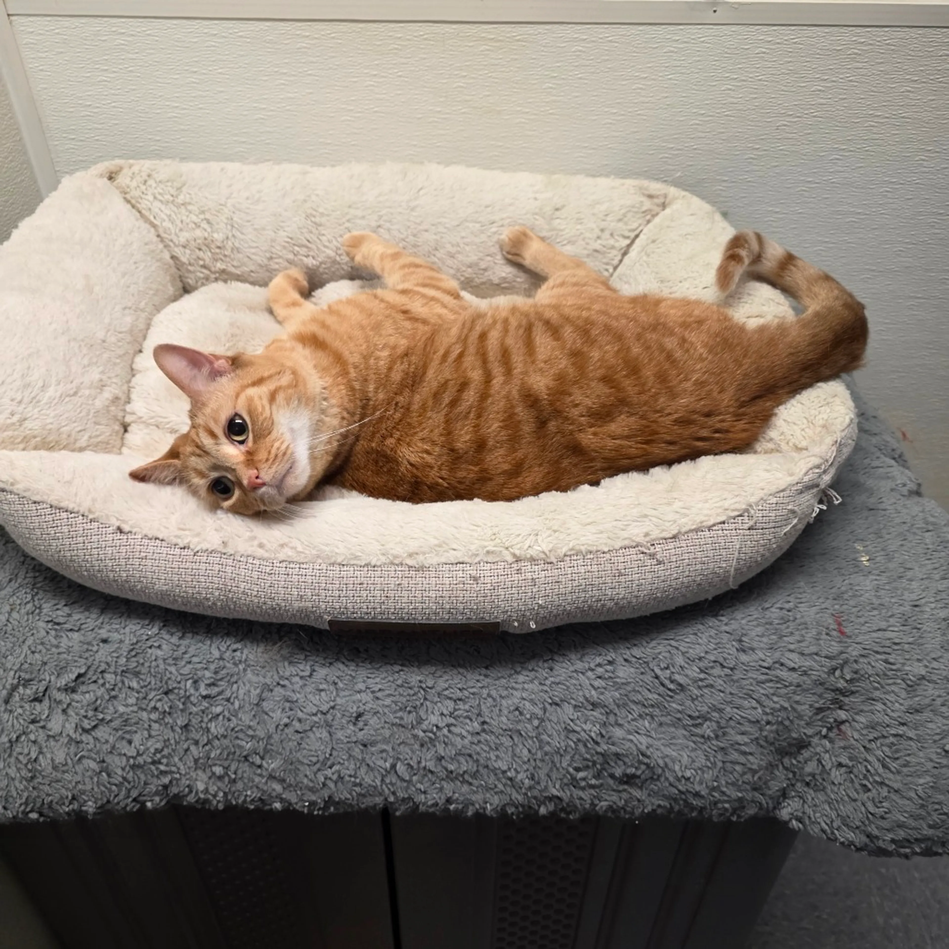 Found pet-5