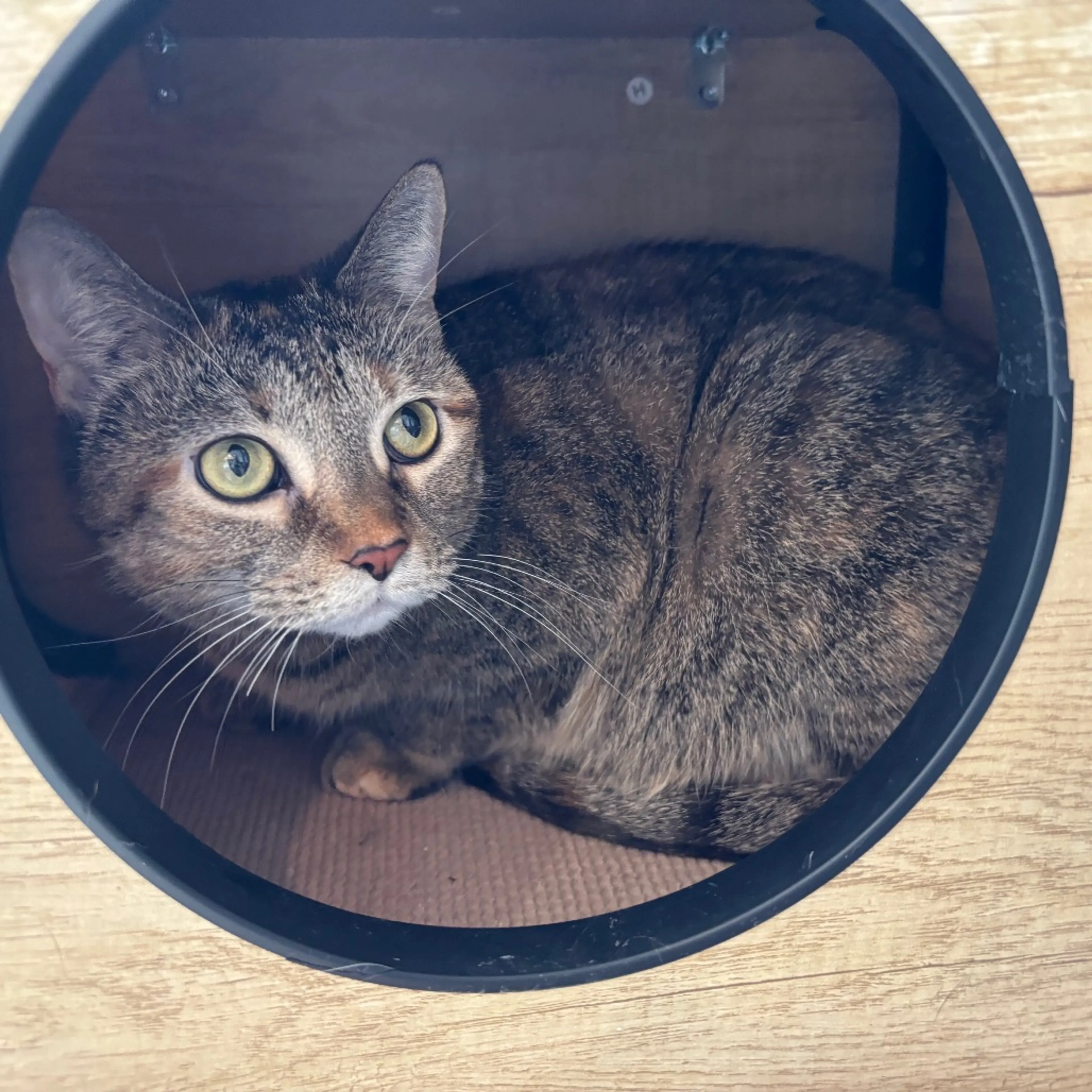 Found pet-4
