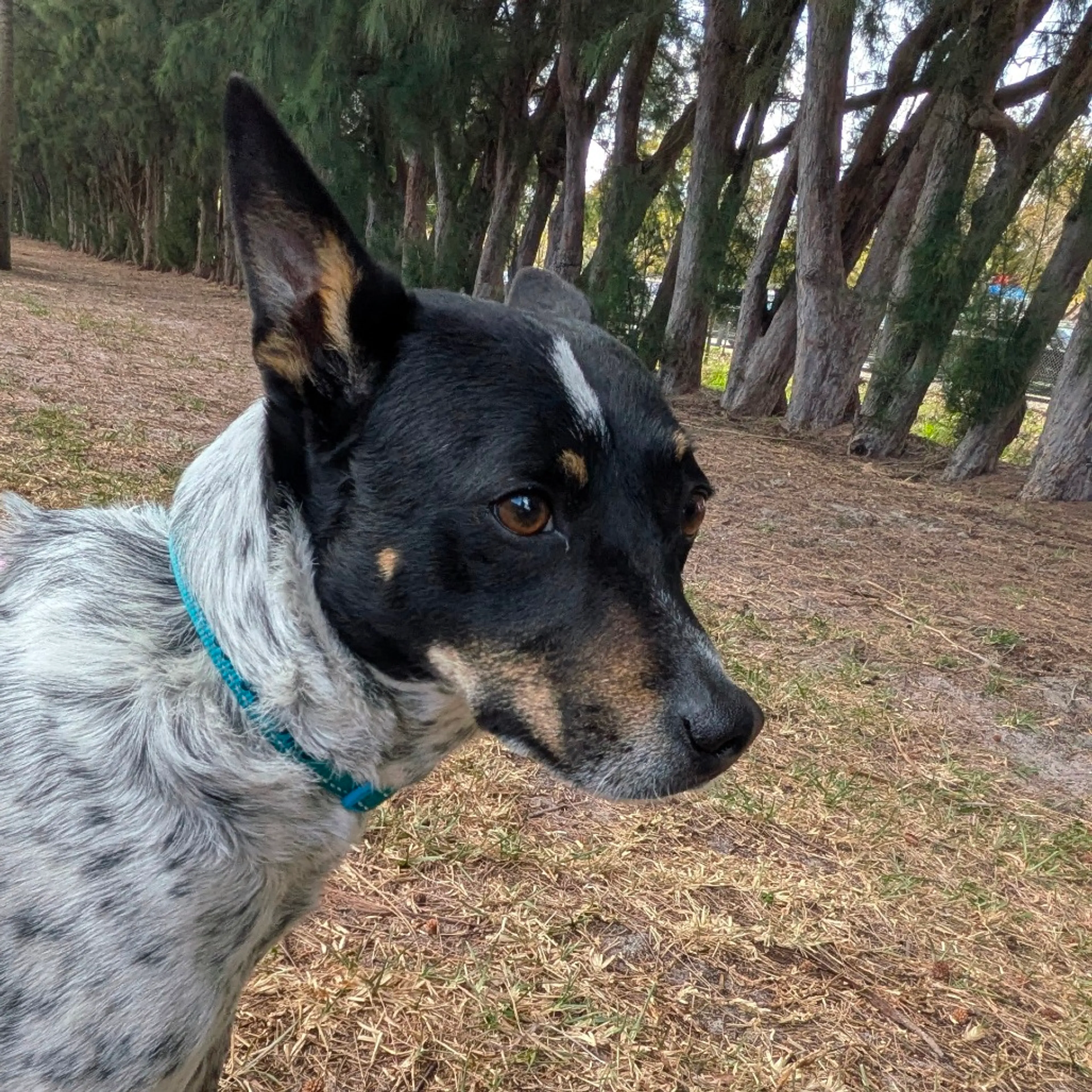 Found pet-1