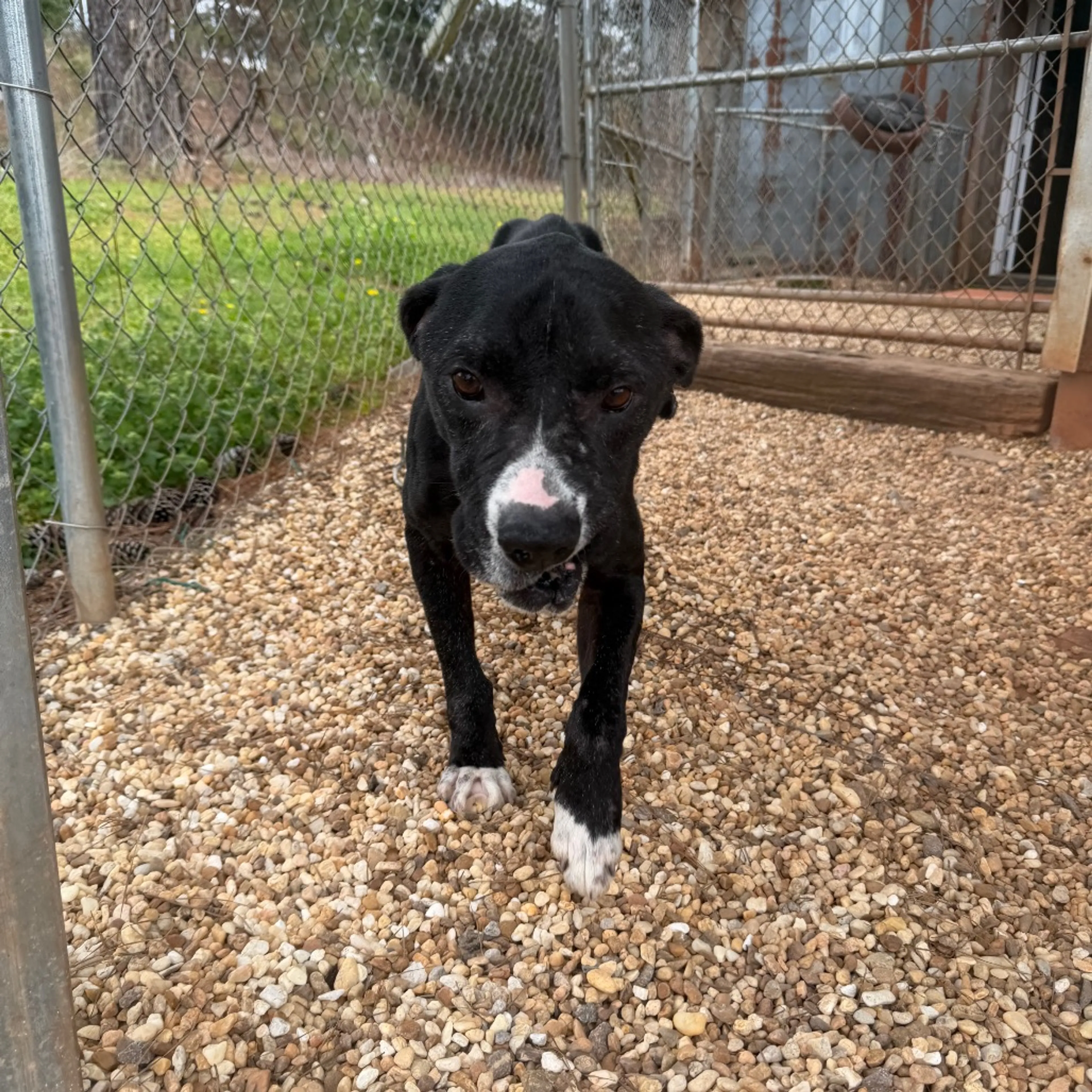 Found pet-5
