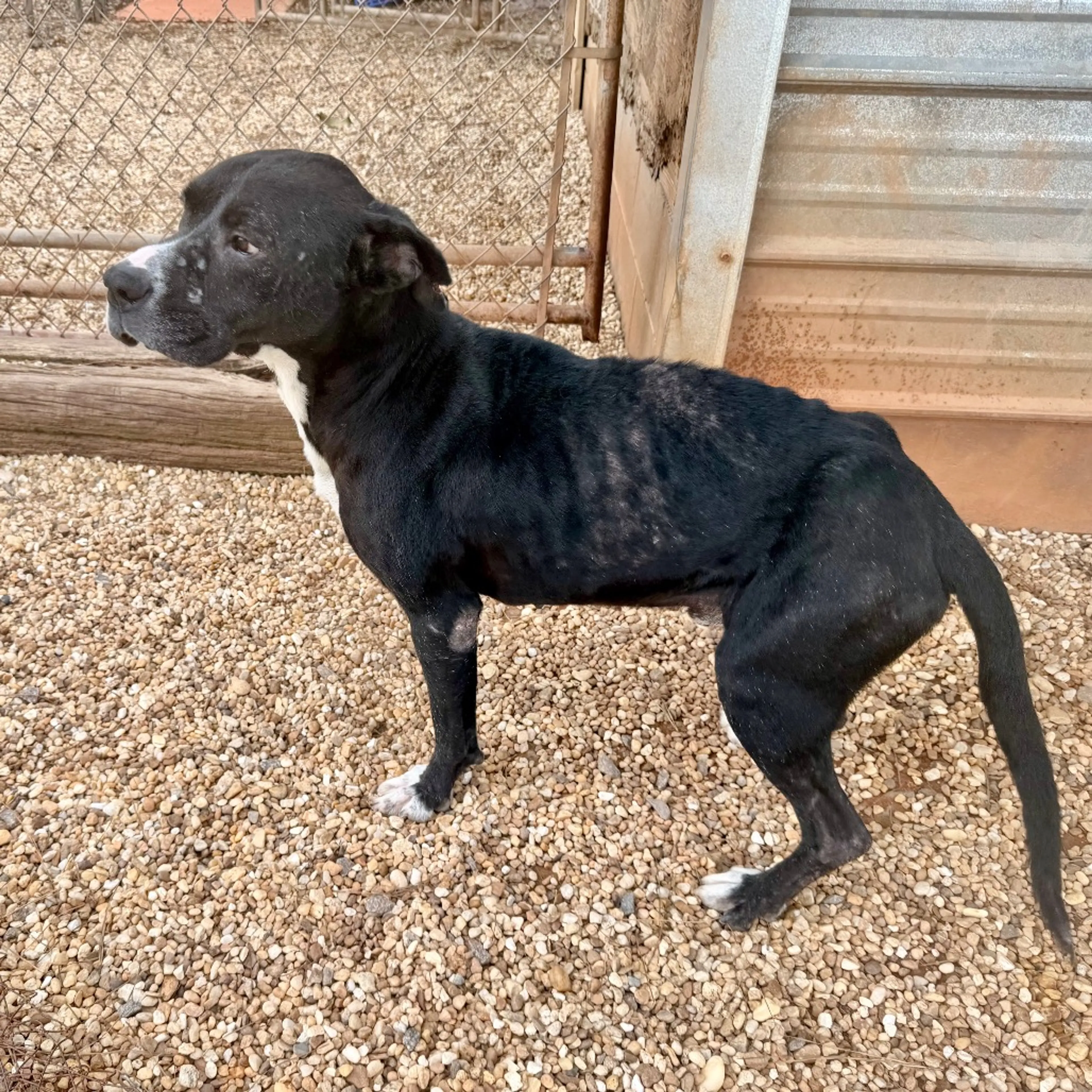 Found pet-8