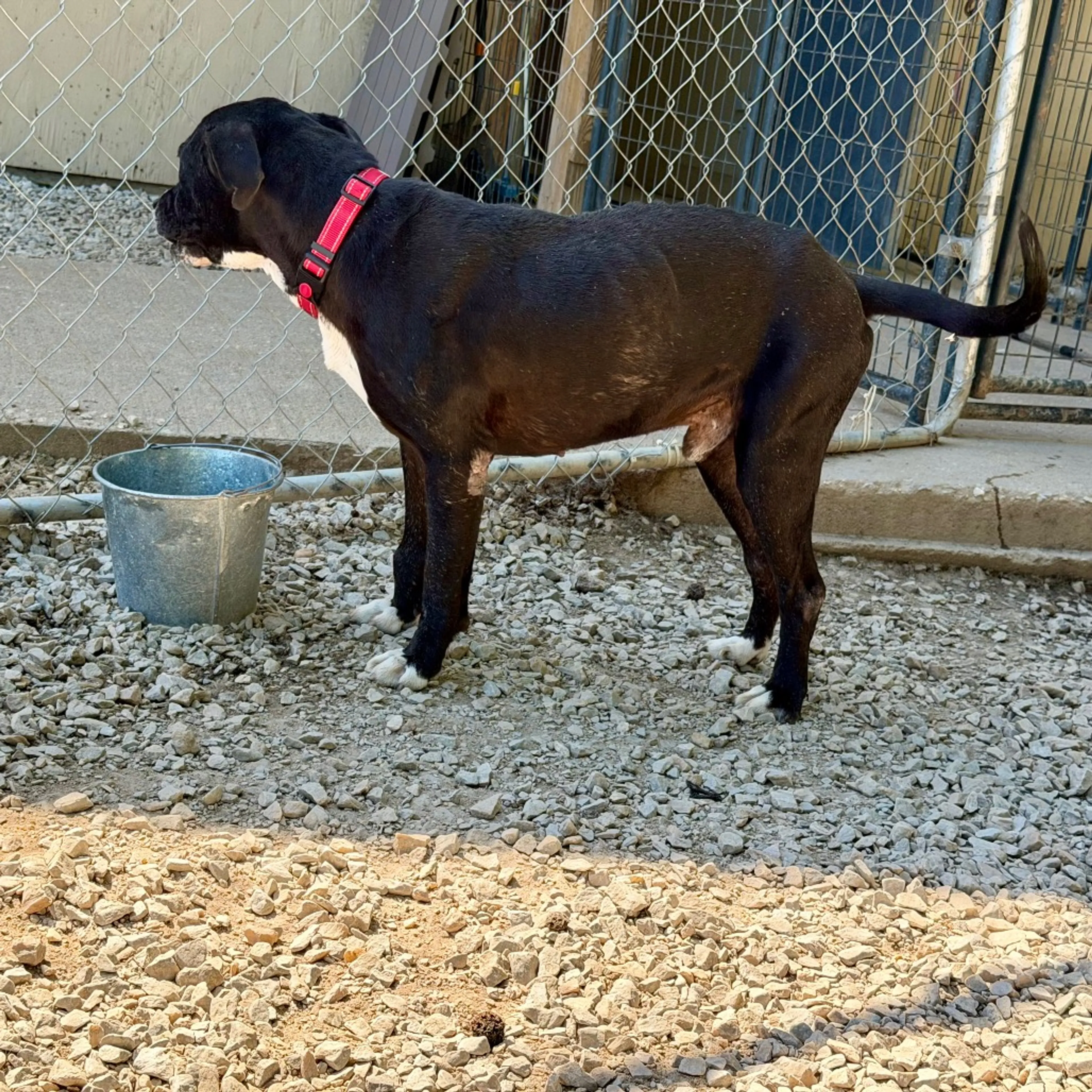 Found pet-11