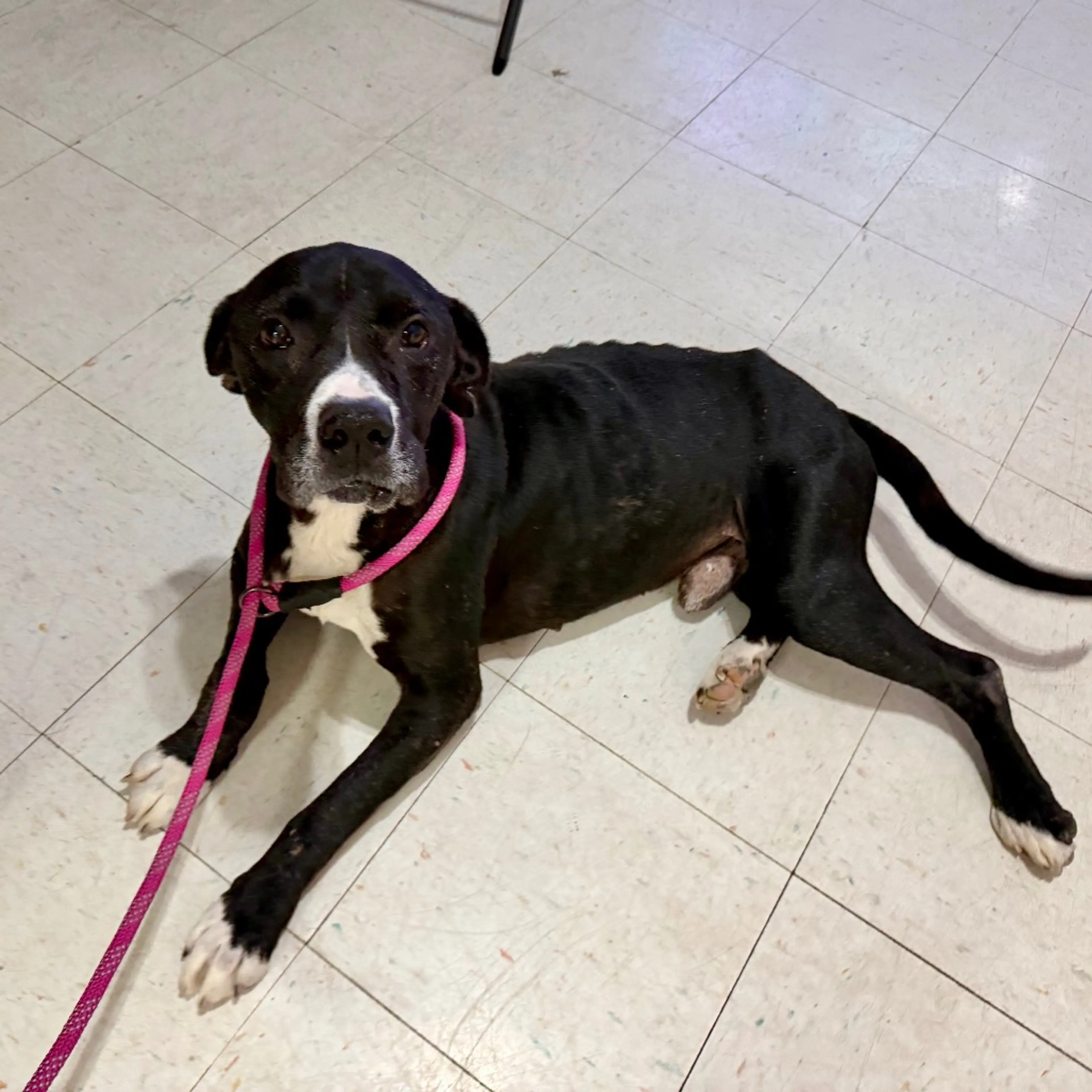 Found pet-12