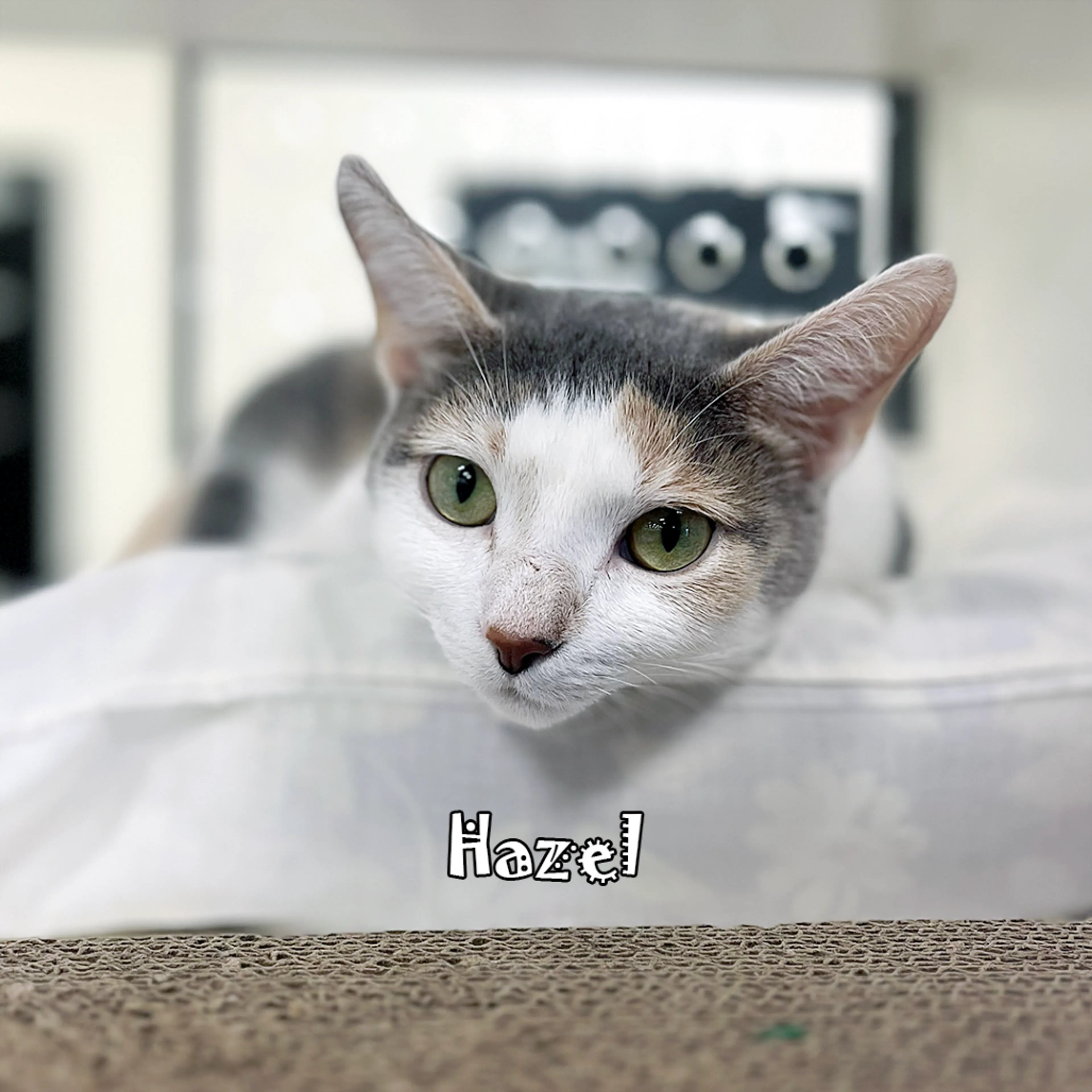 Found pet-3
