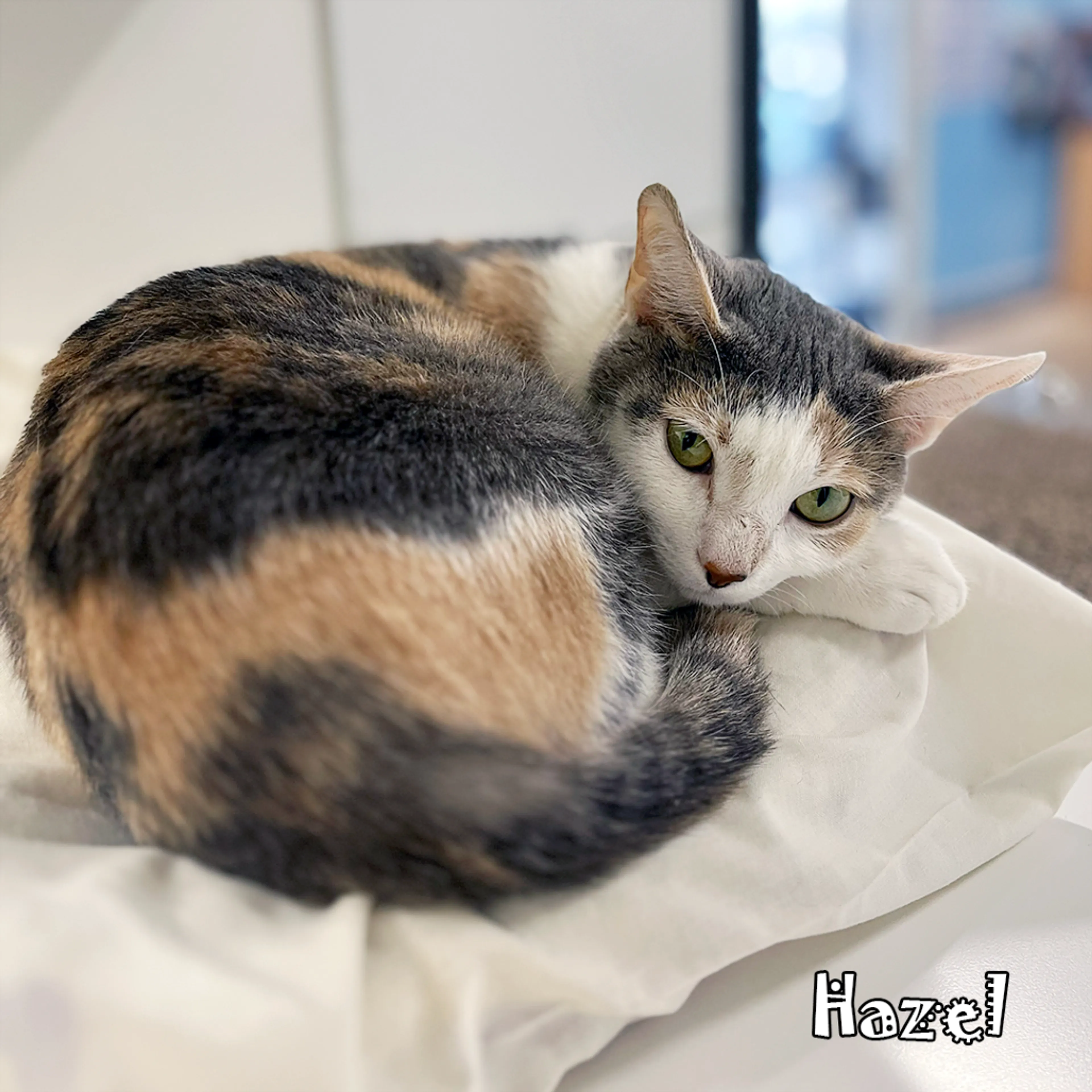 Found pet-3