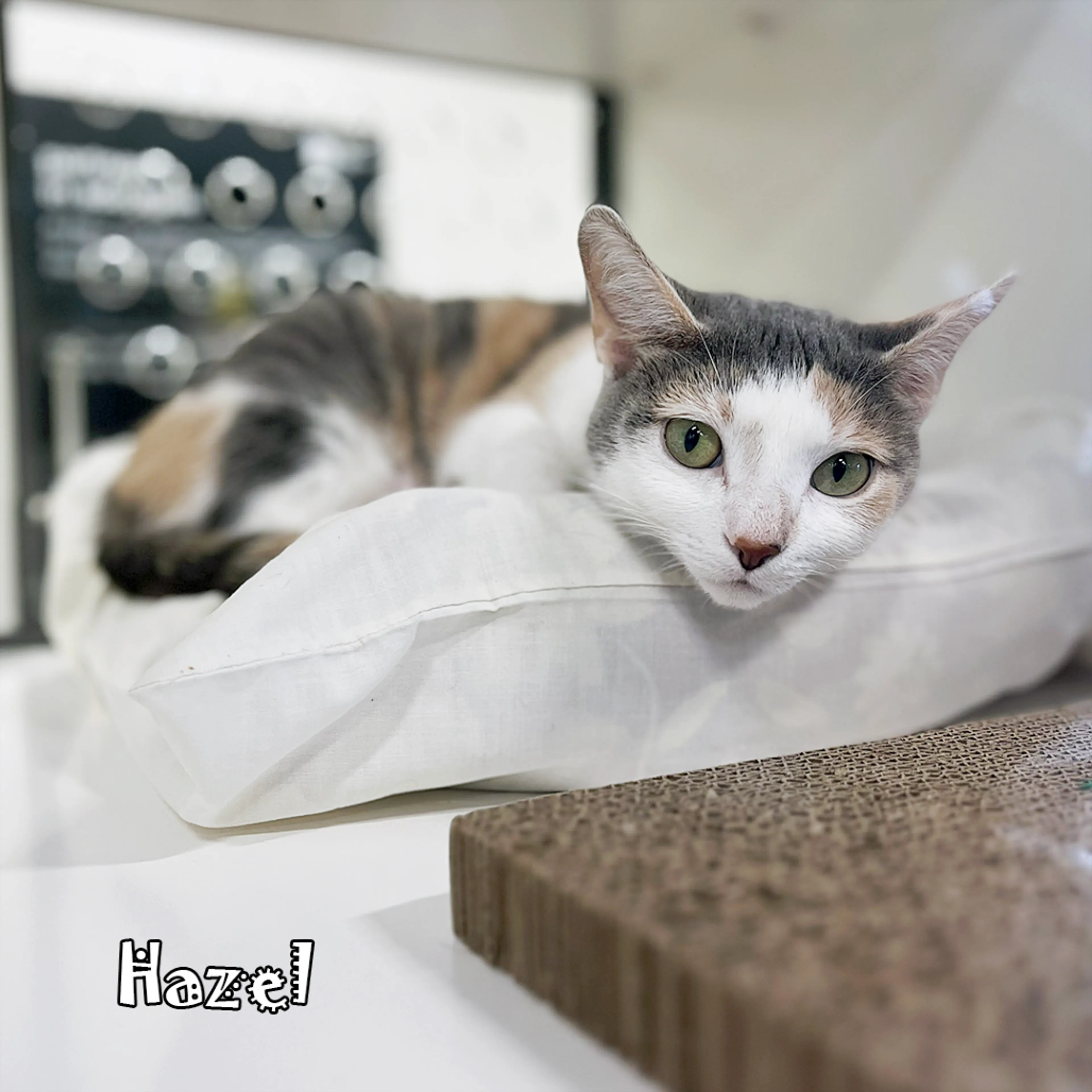 Found pet-2