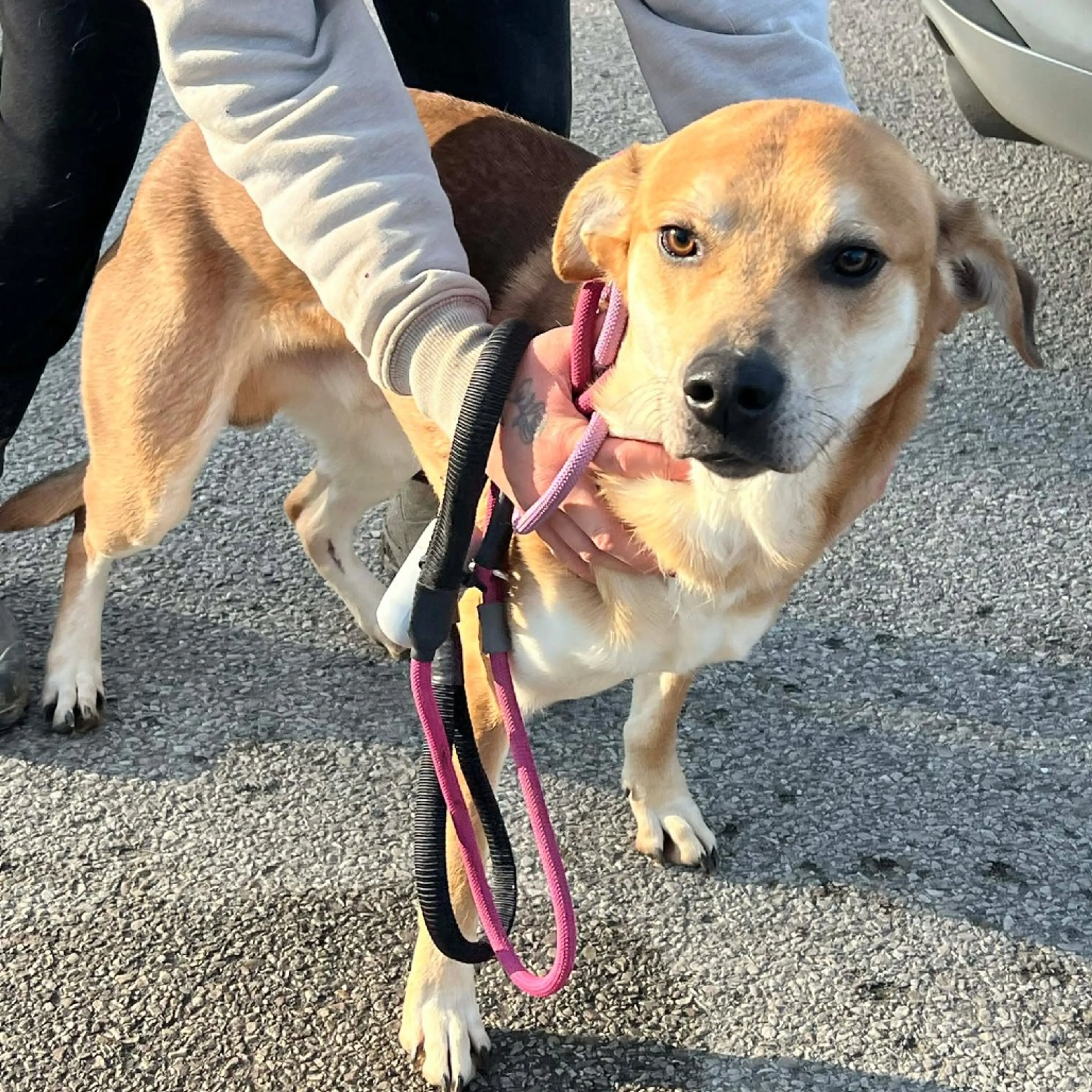 Found pet-1