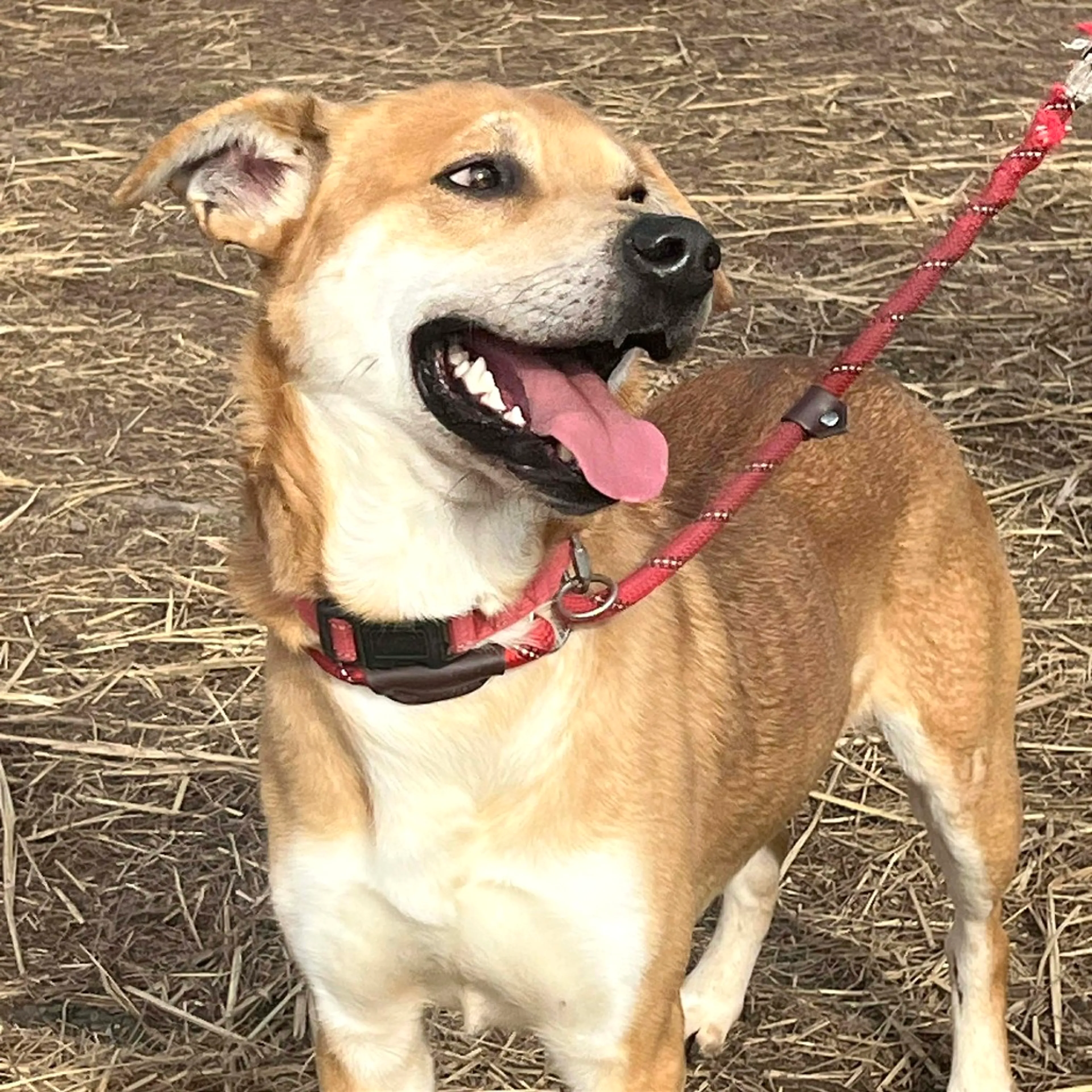 Found pet-3