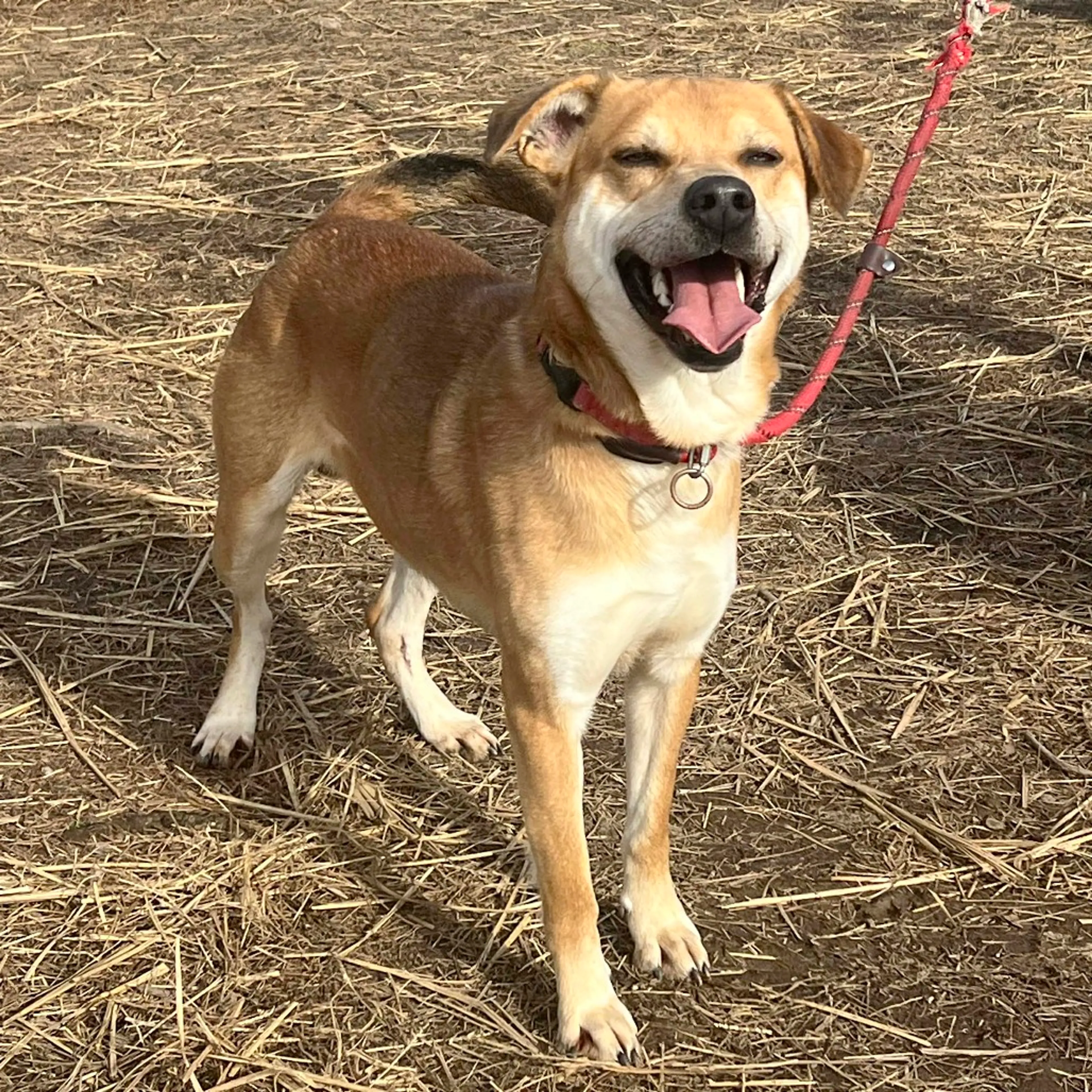 Found pet-6