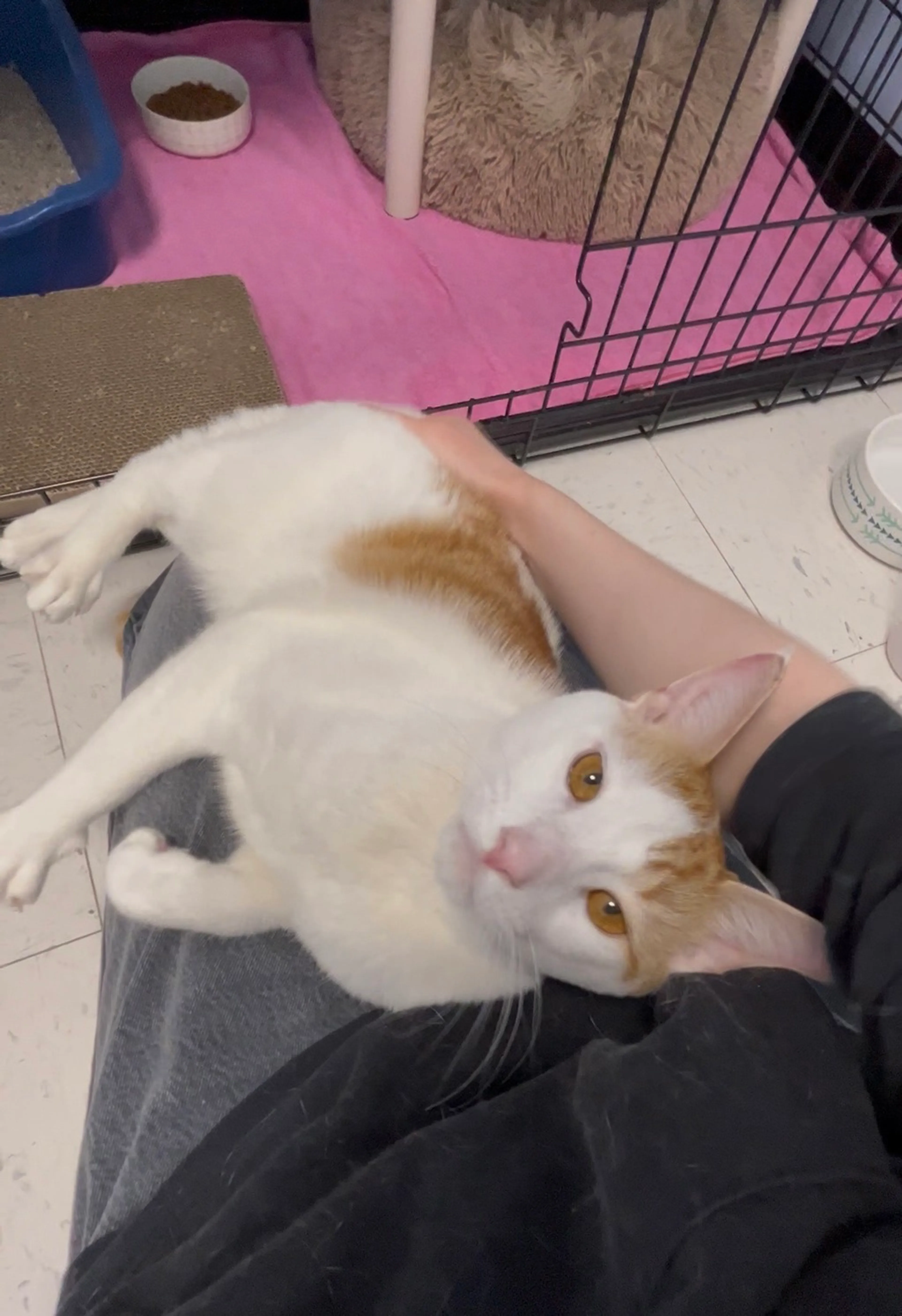 Found pet-1