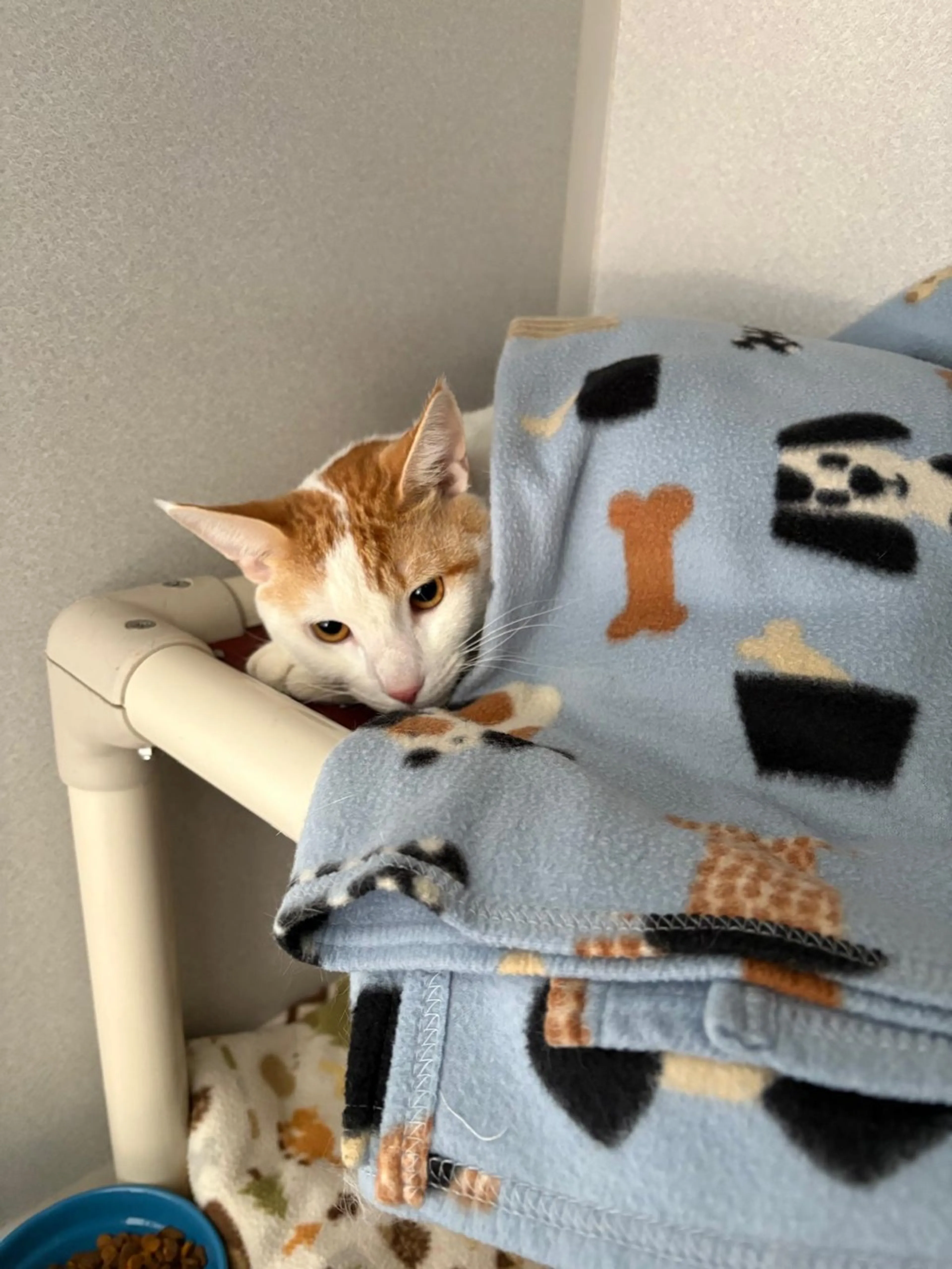 Found pet-6