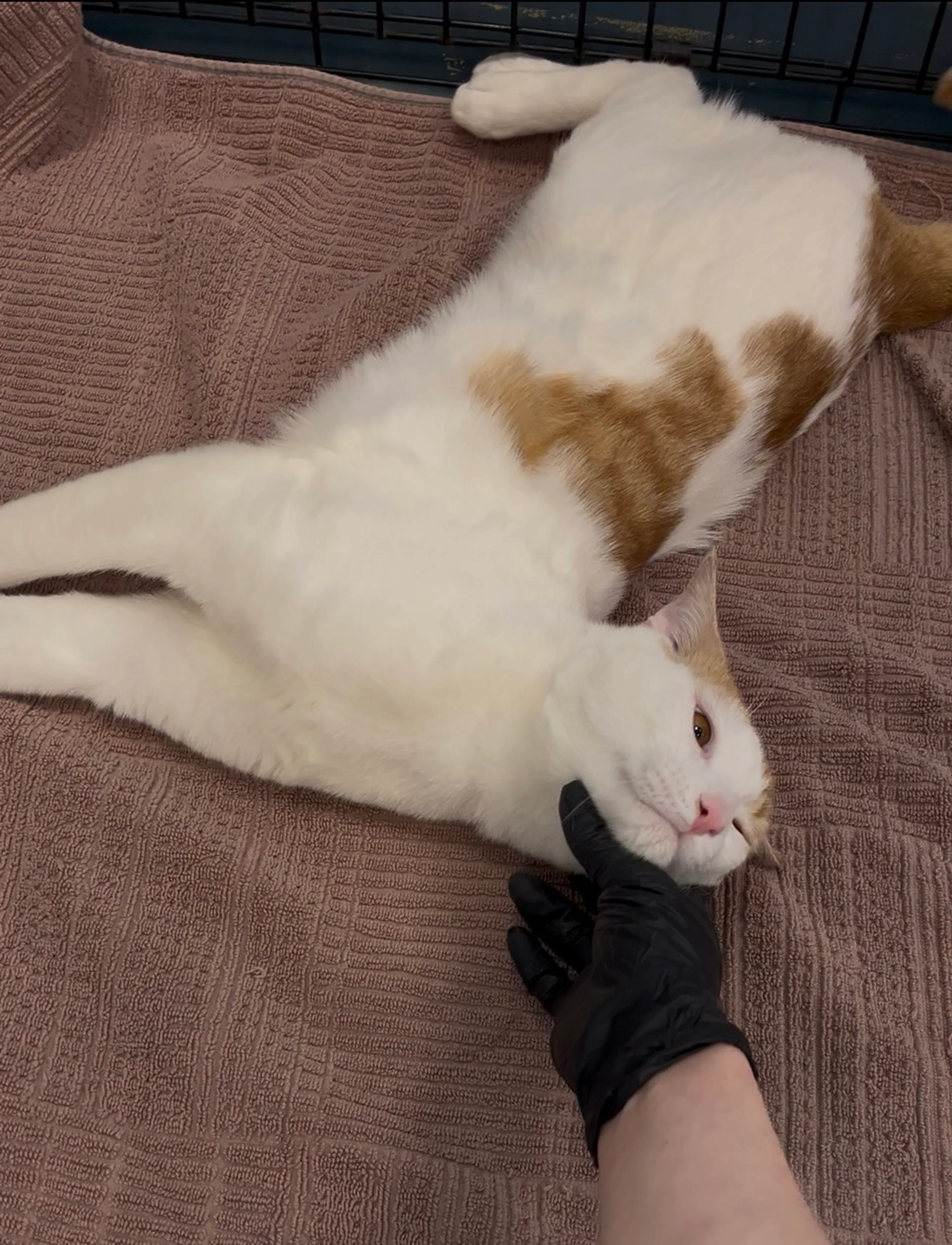 Found pet-2