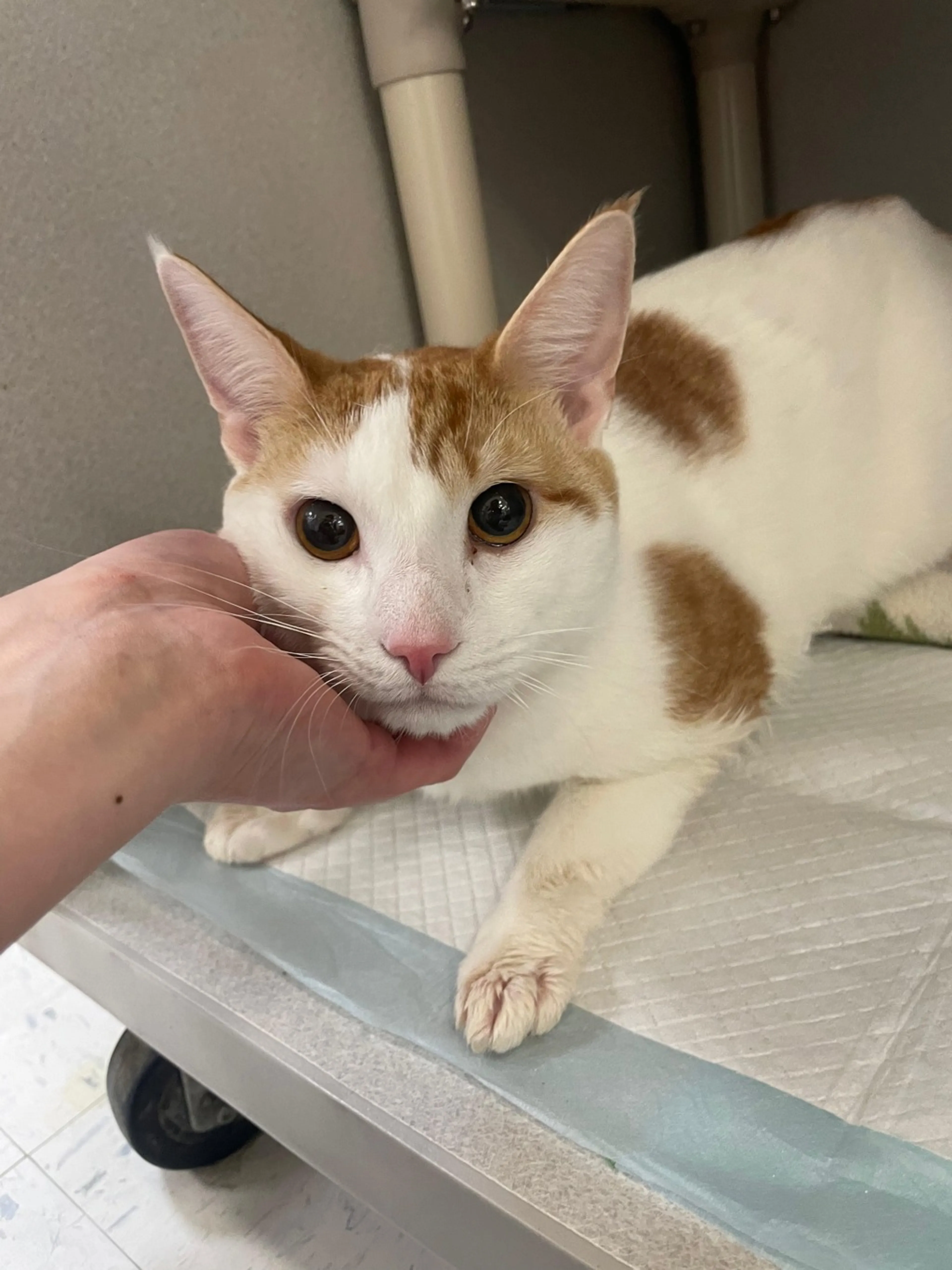 Found pet-5
