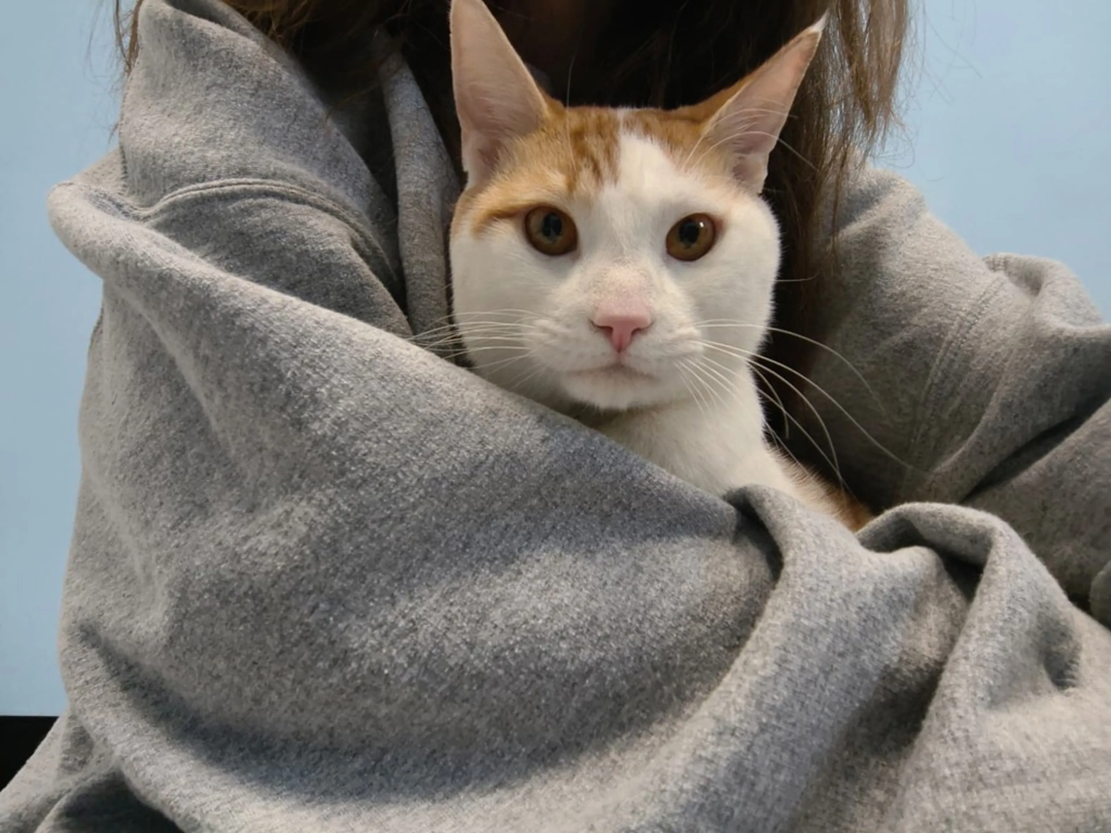 Found pet-4