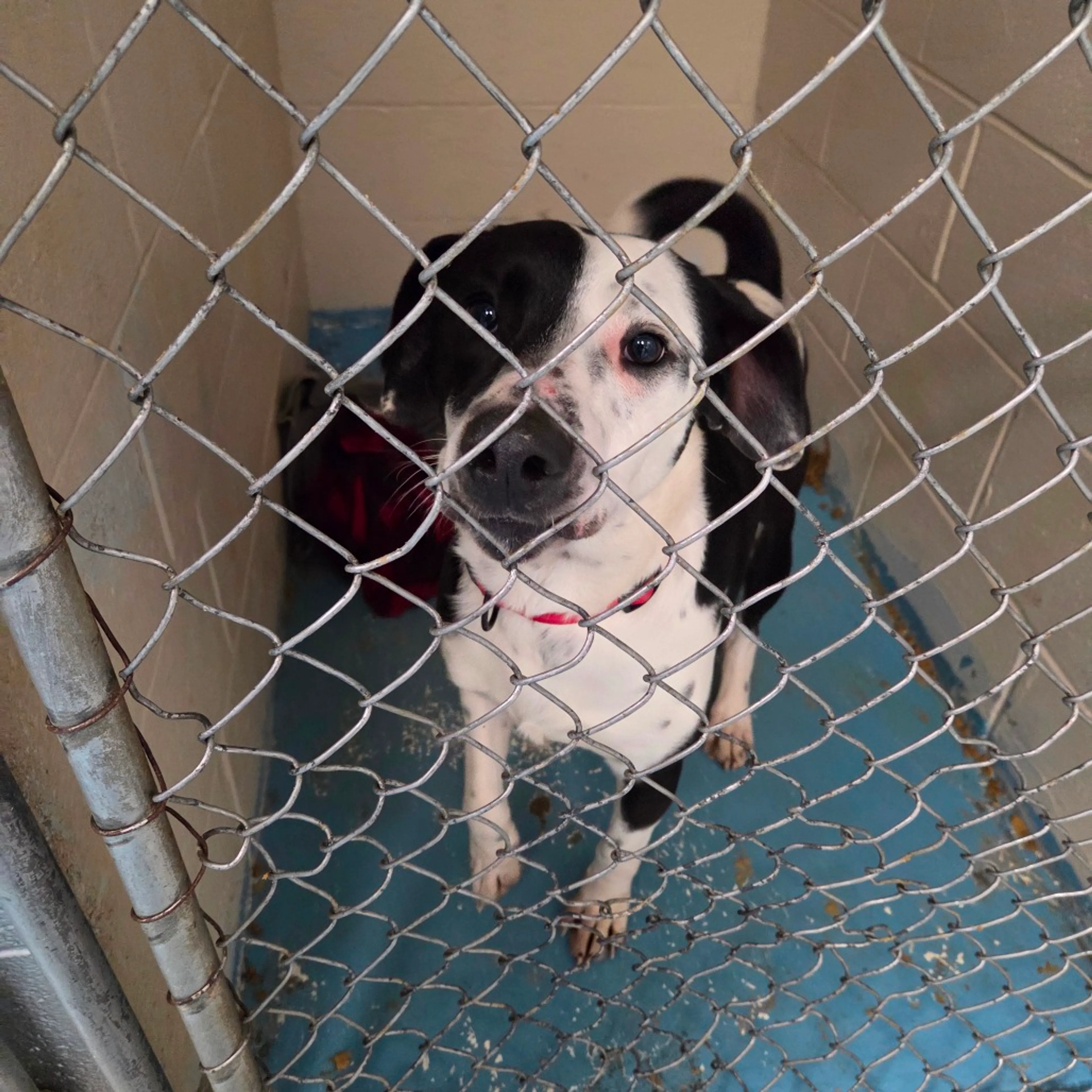 Found pet