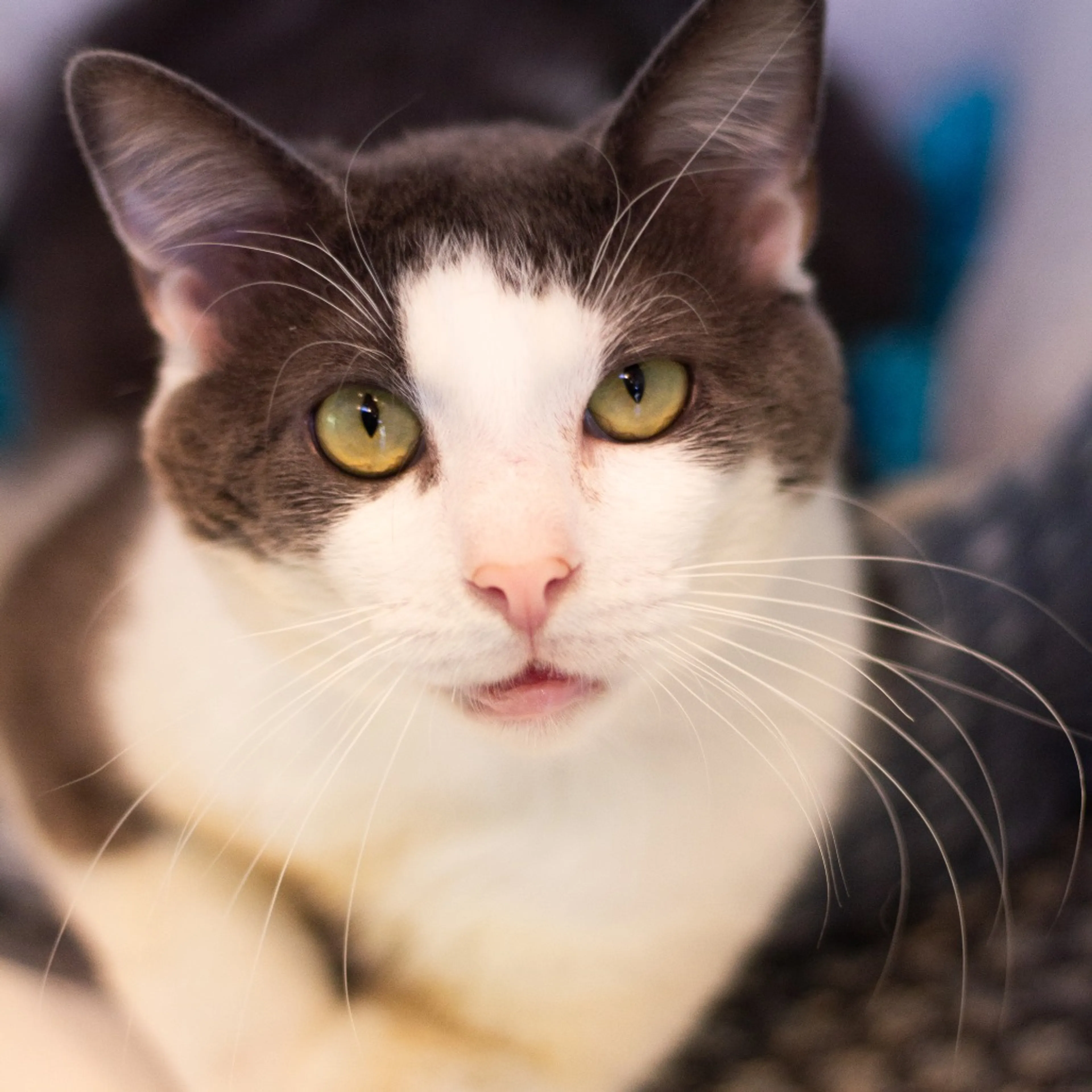 Found pet-3