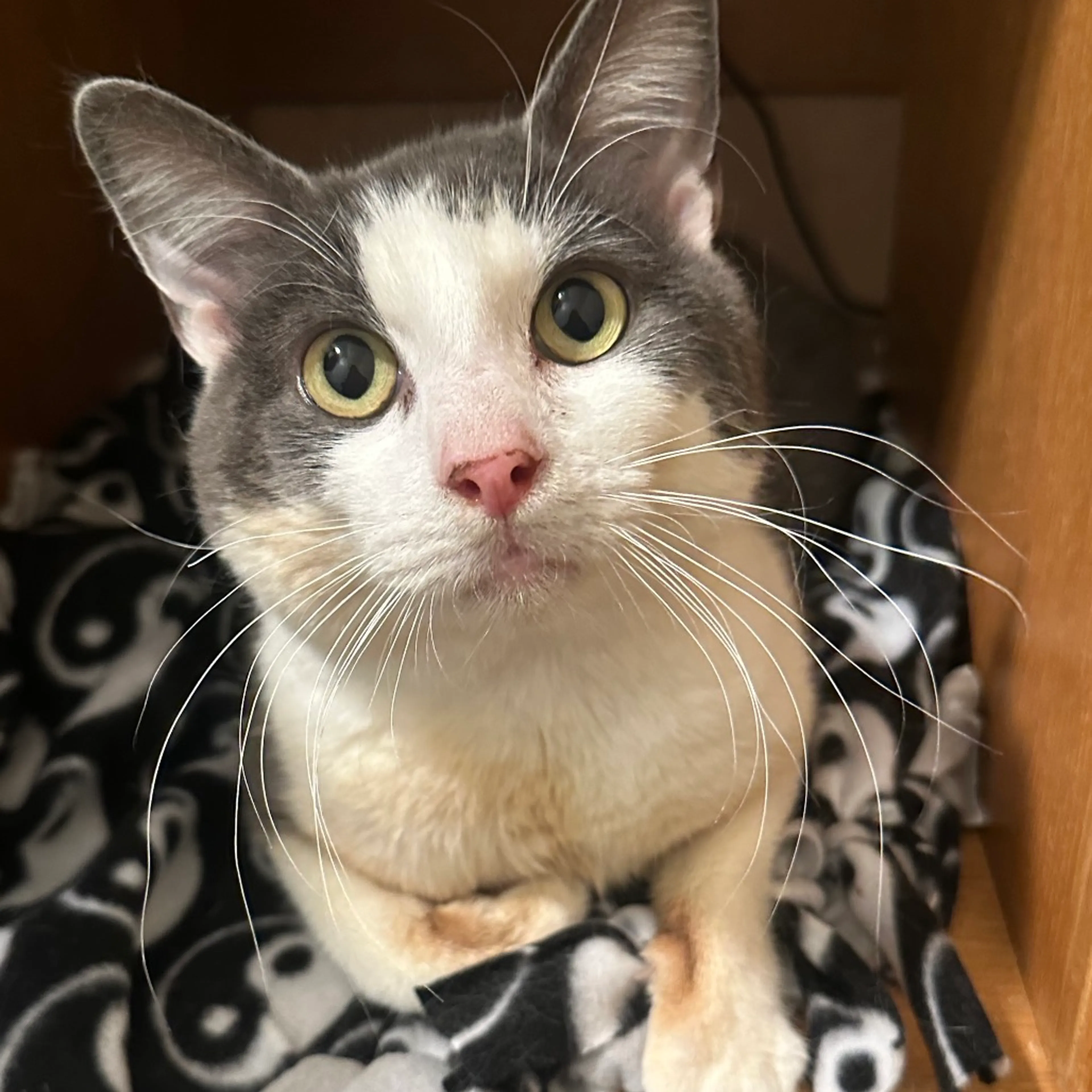 Found pet-1