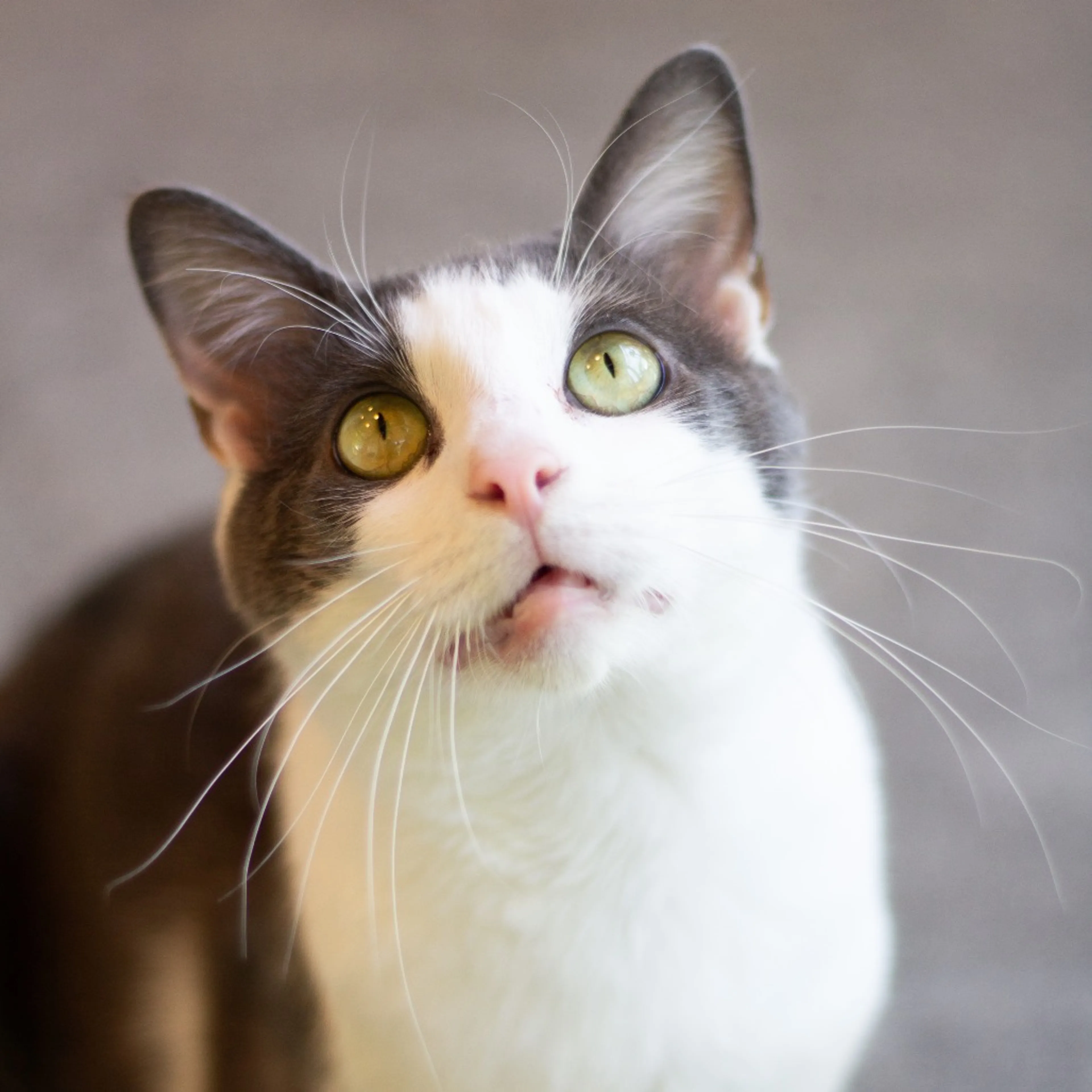 Found pet-5