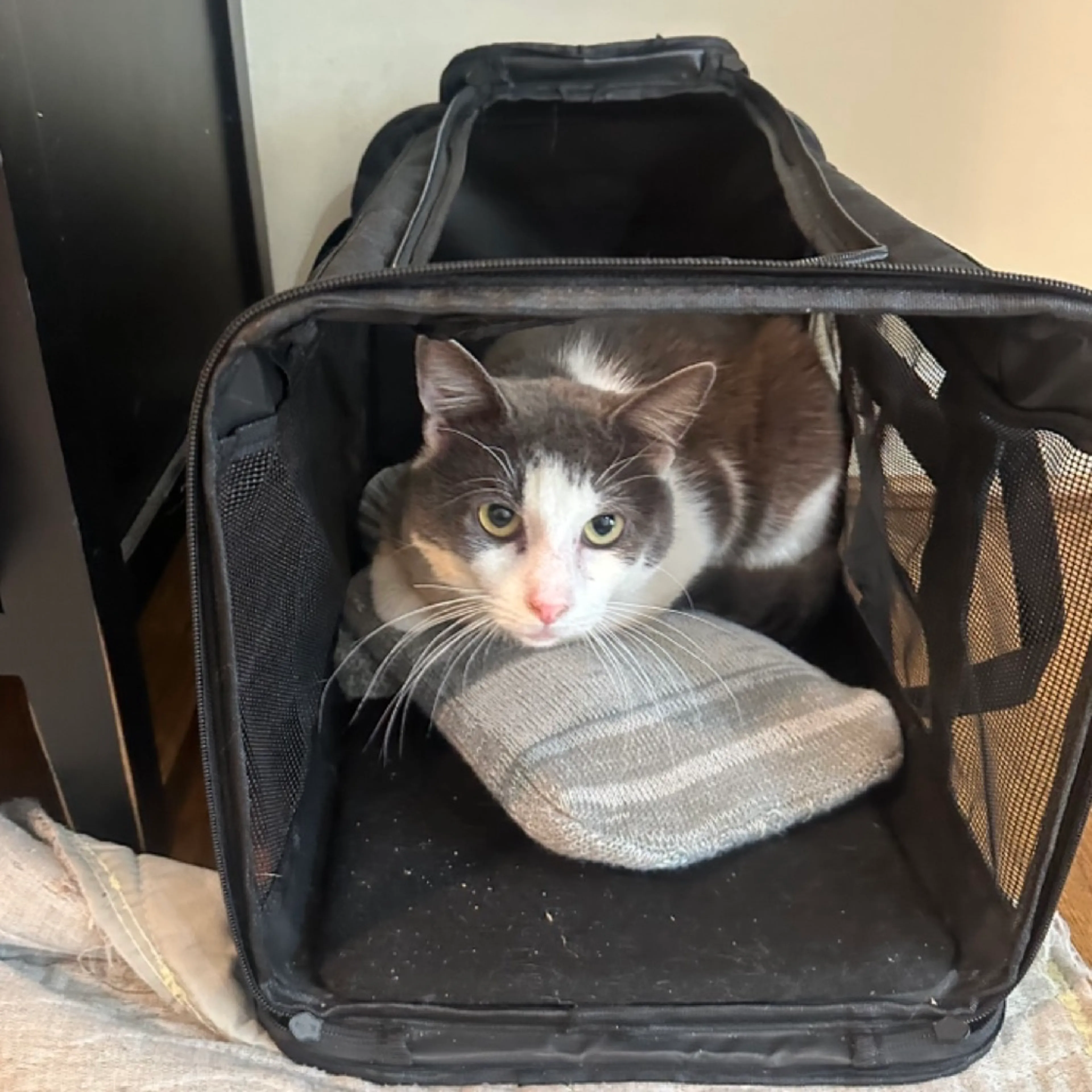 Found pet-2