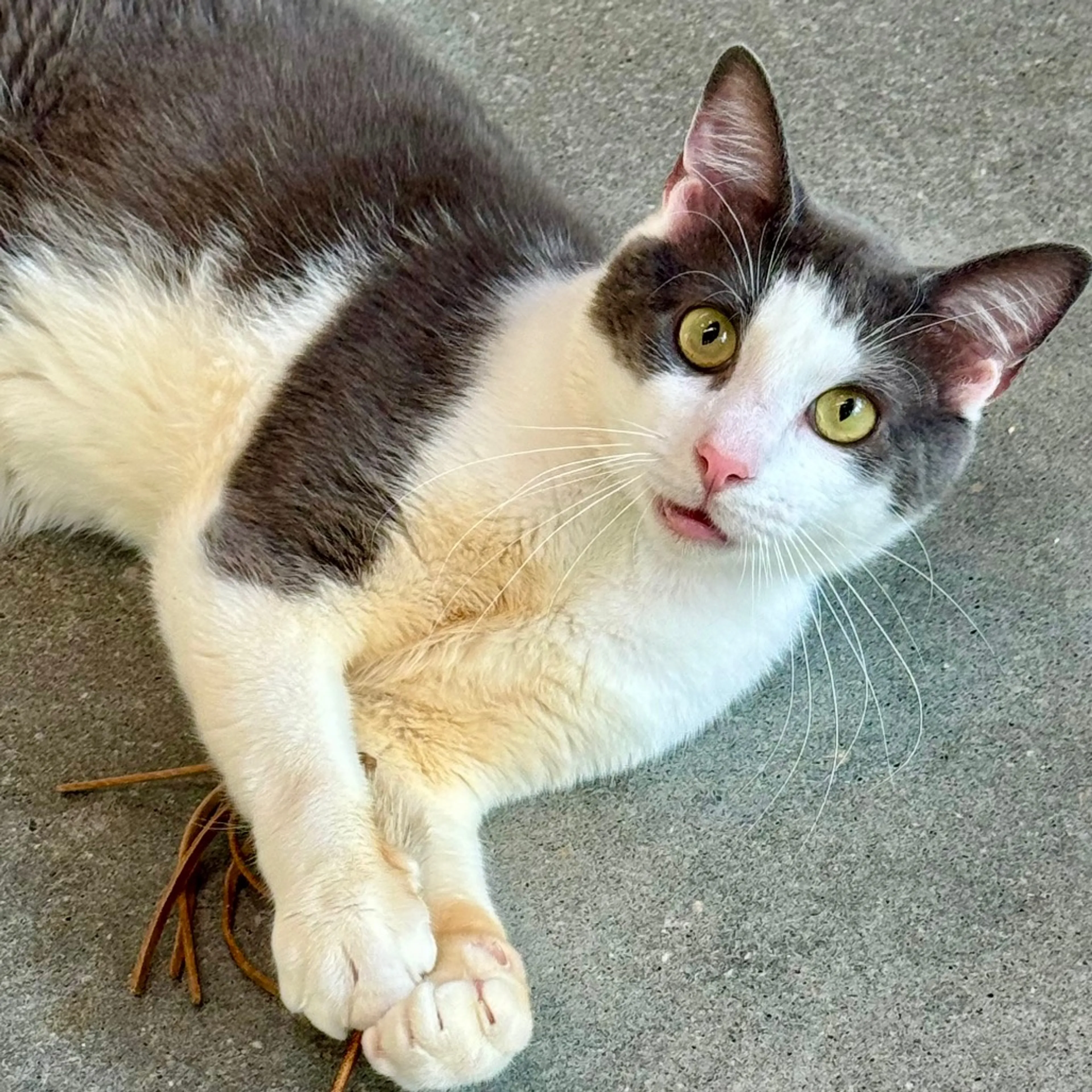Found pet-4