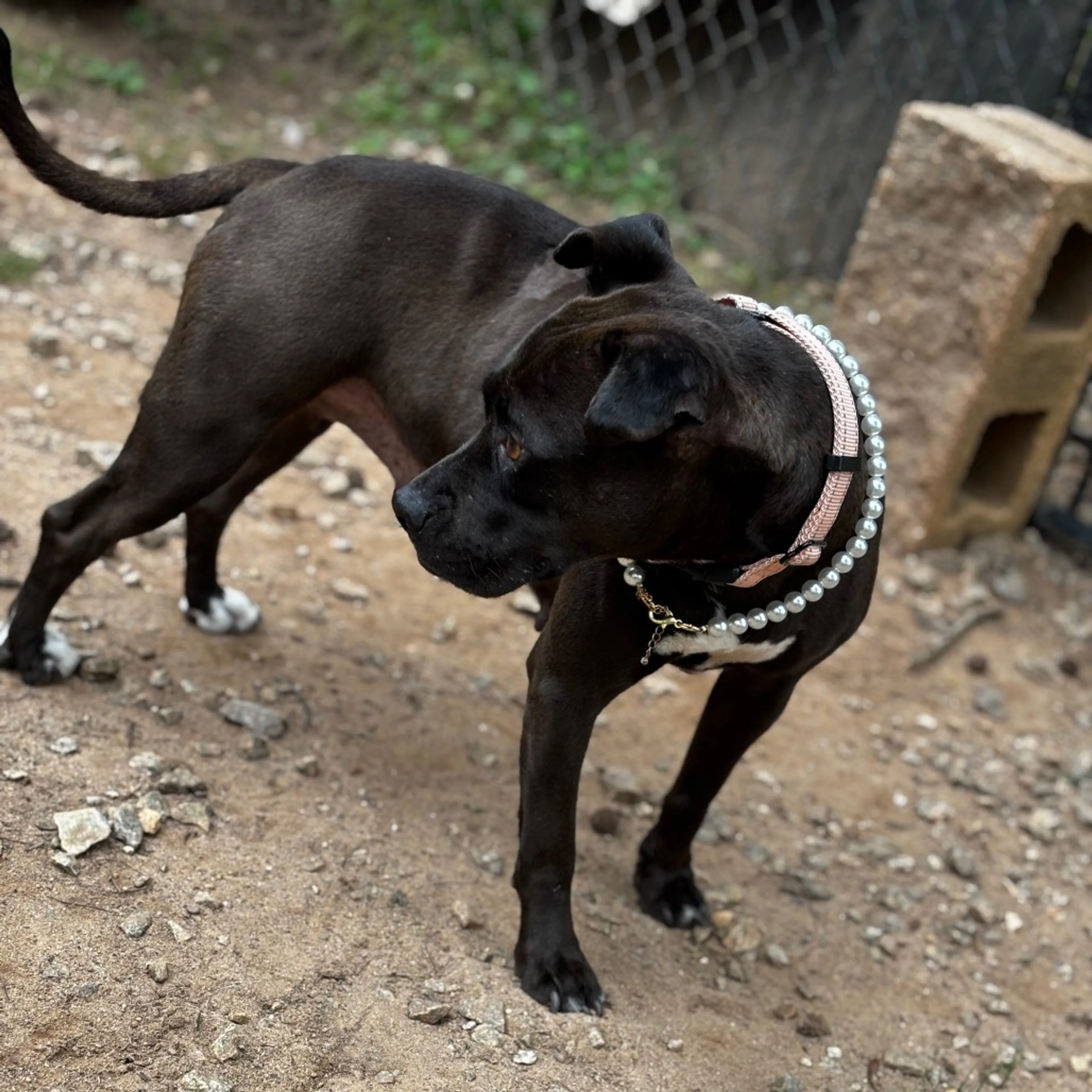 Found pet-21