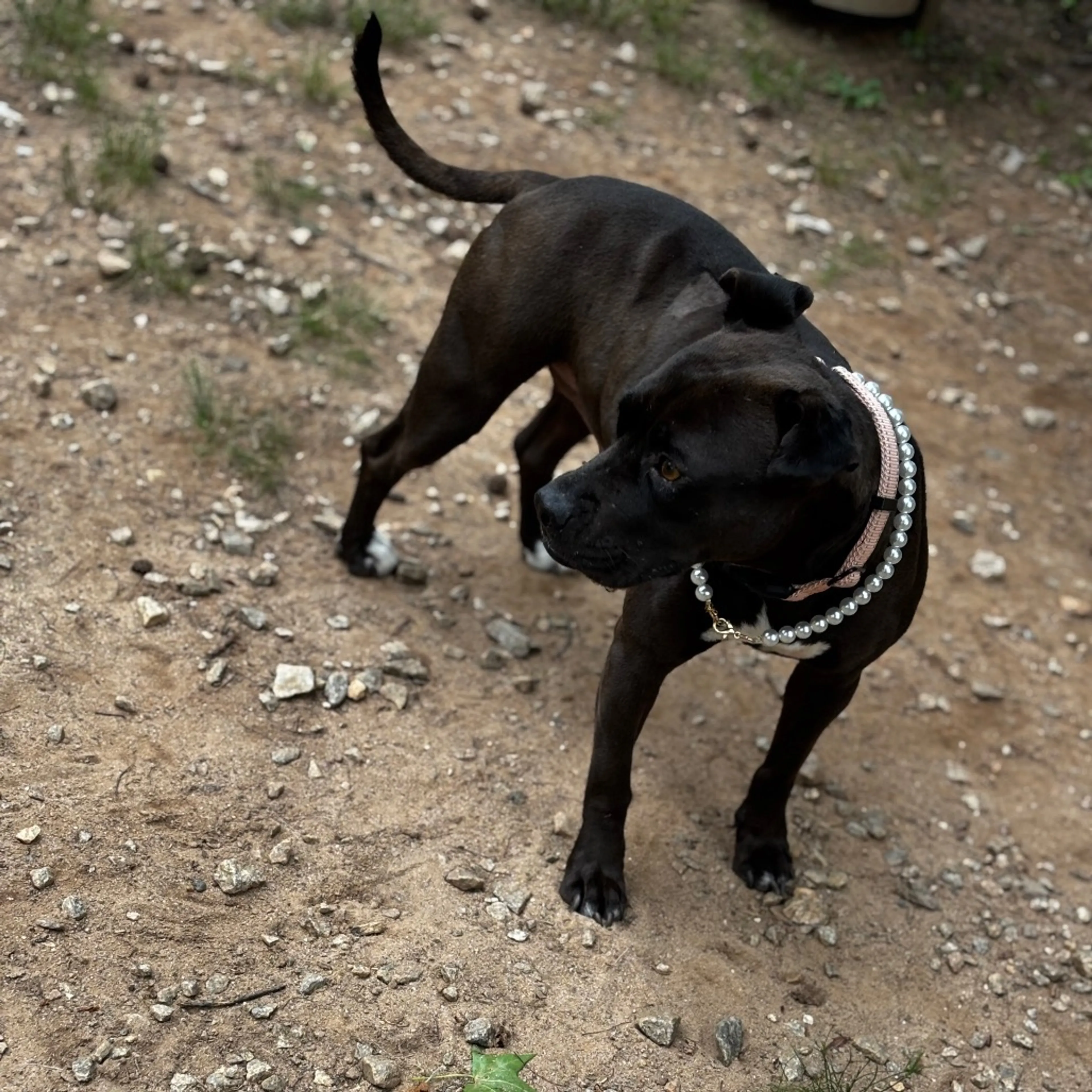 Found pet-22