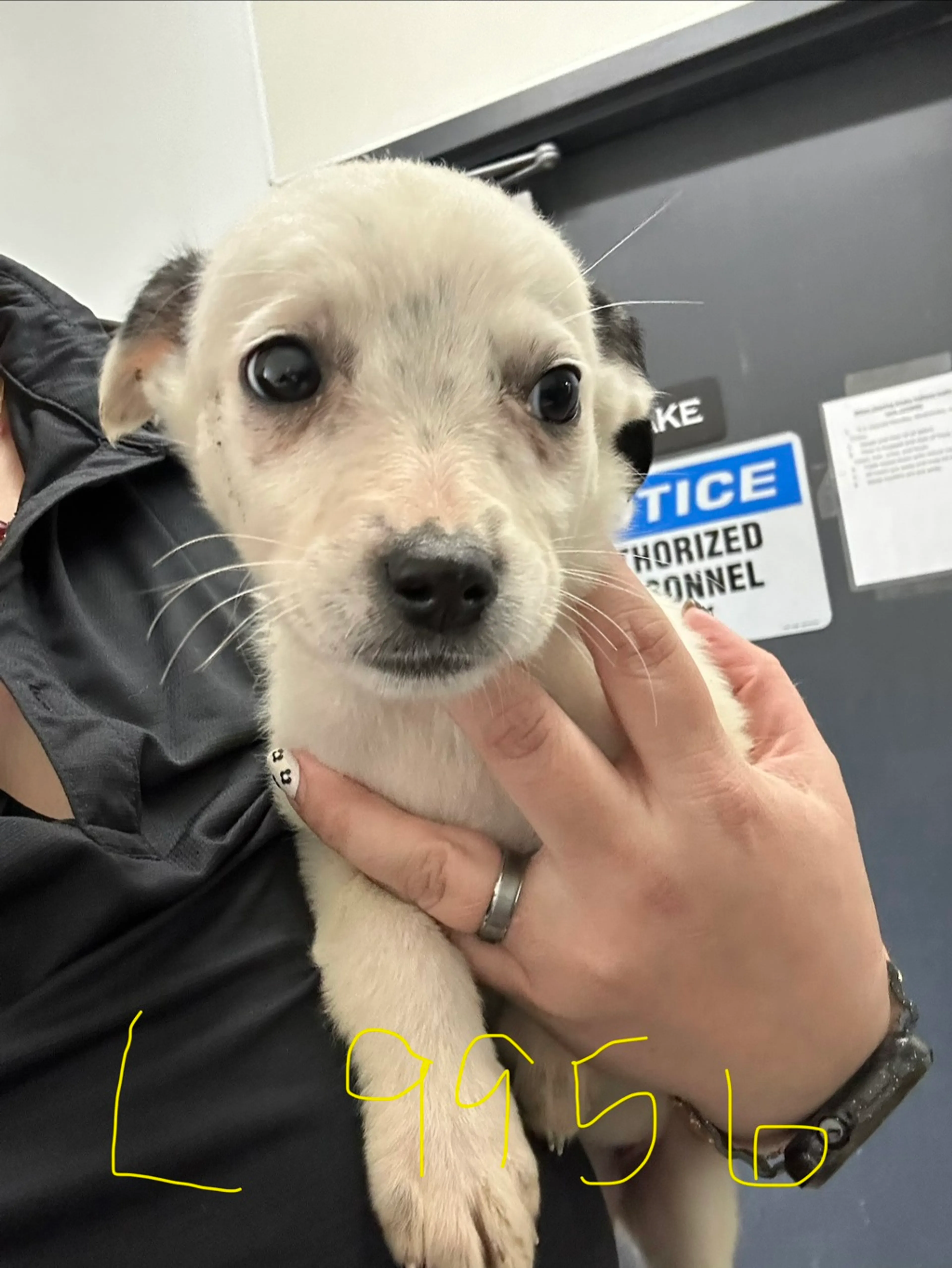 Found pet