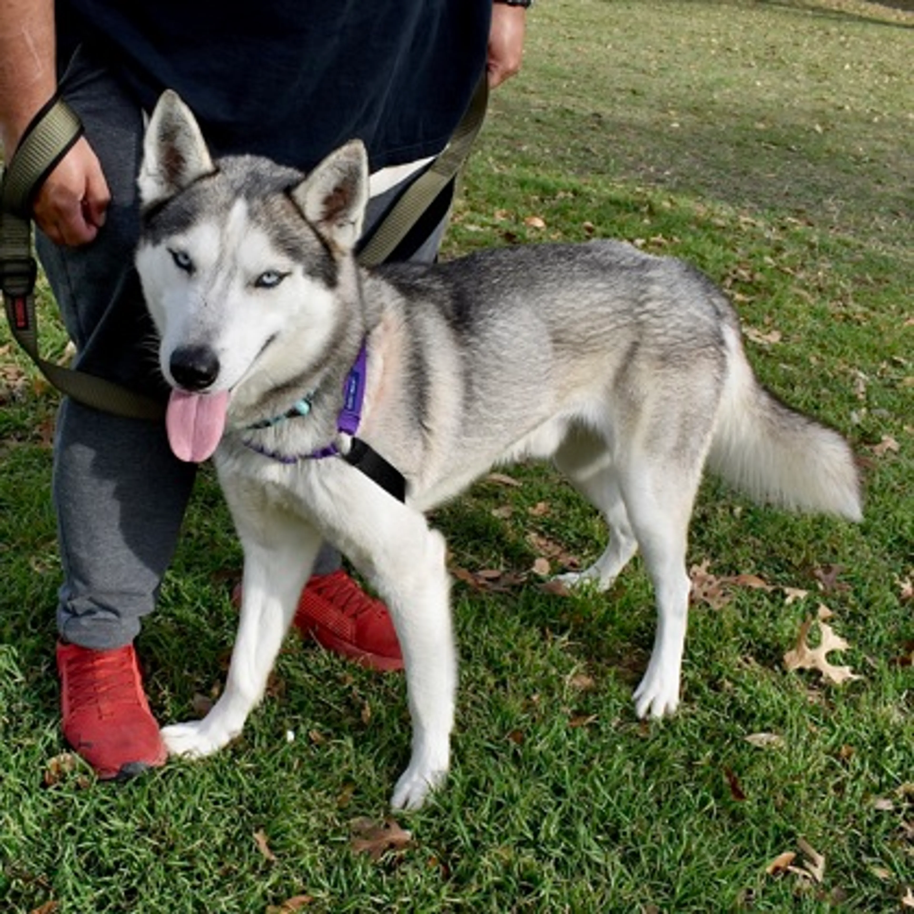 Found pet-2